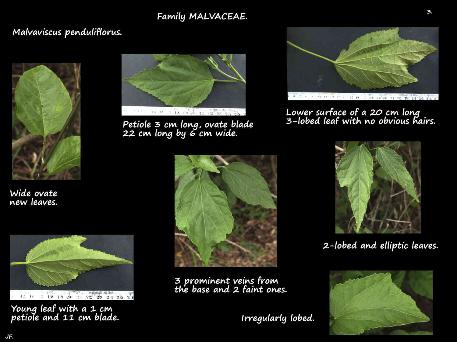 3 Malvaviscus penduliflorus leaves
