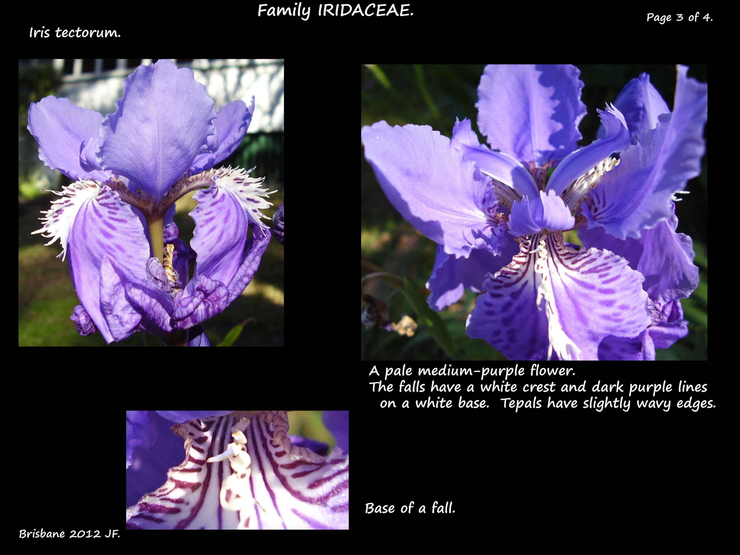 3 Mauve Wall iris flowers