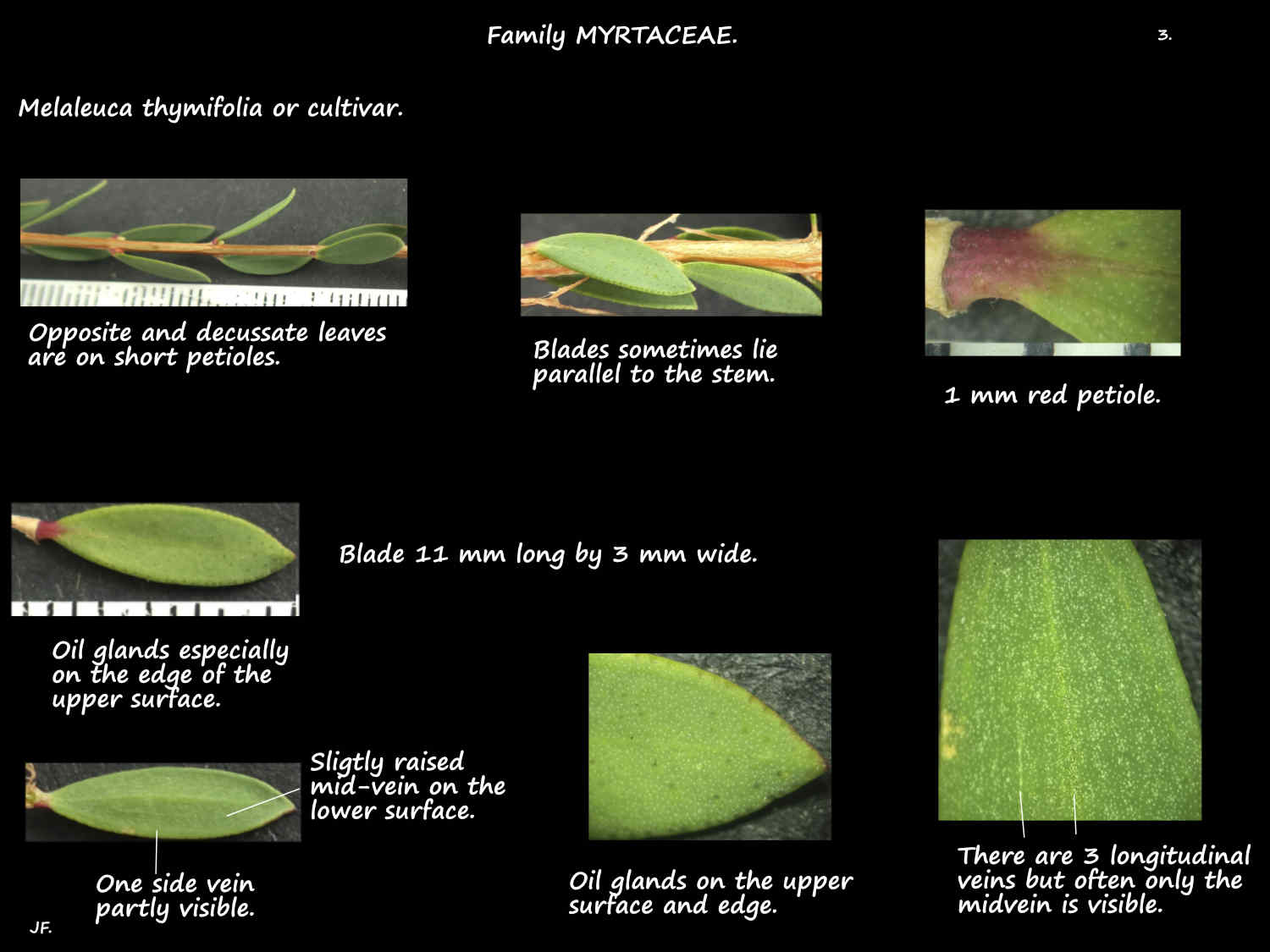 3 Melaleuca thymifolia leaf features