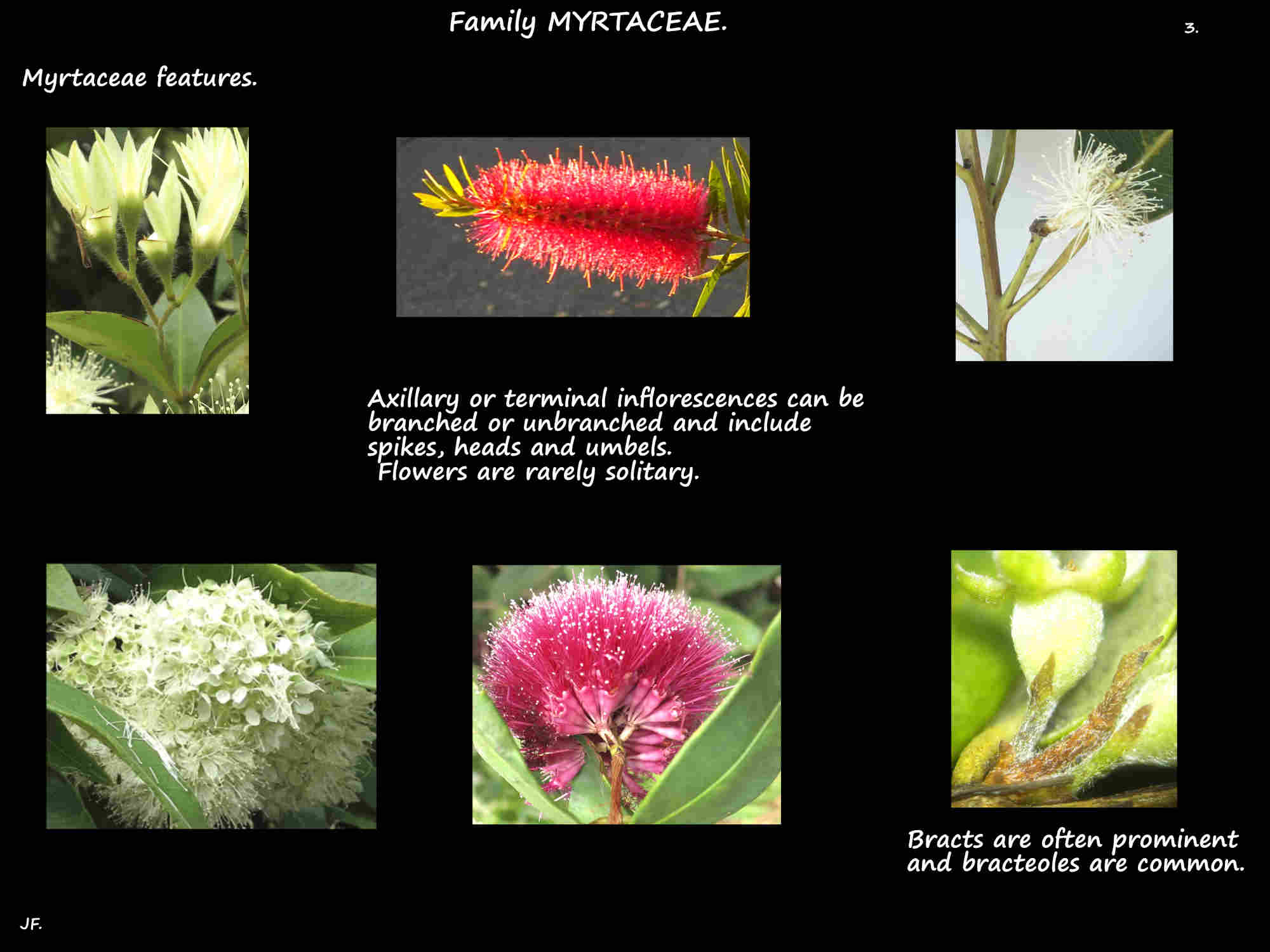 3 Myrtaceae inflorescences