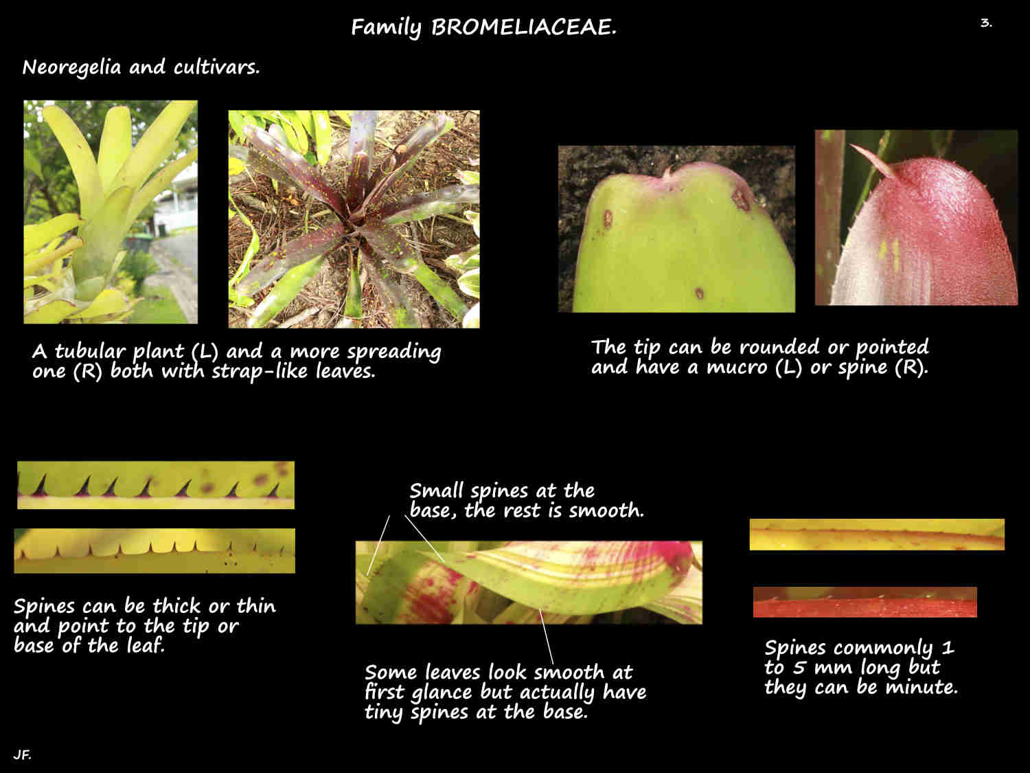 3 Neoregelia leaf tips & spines