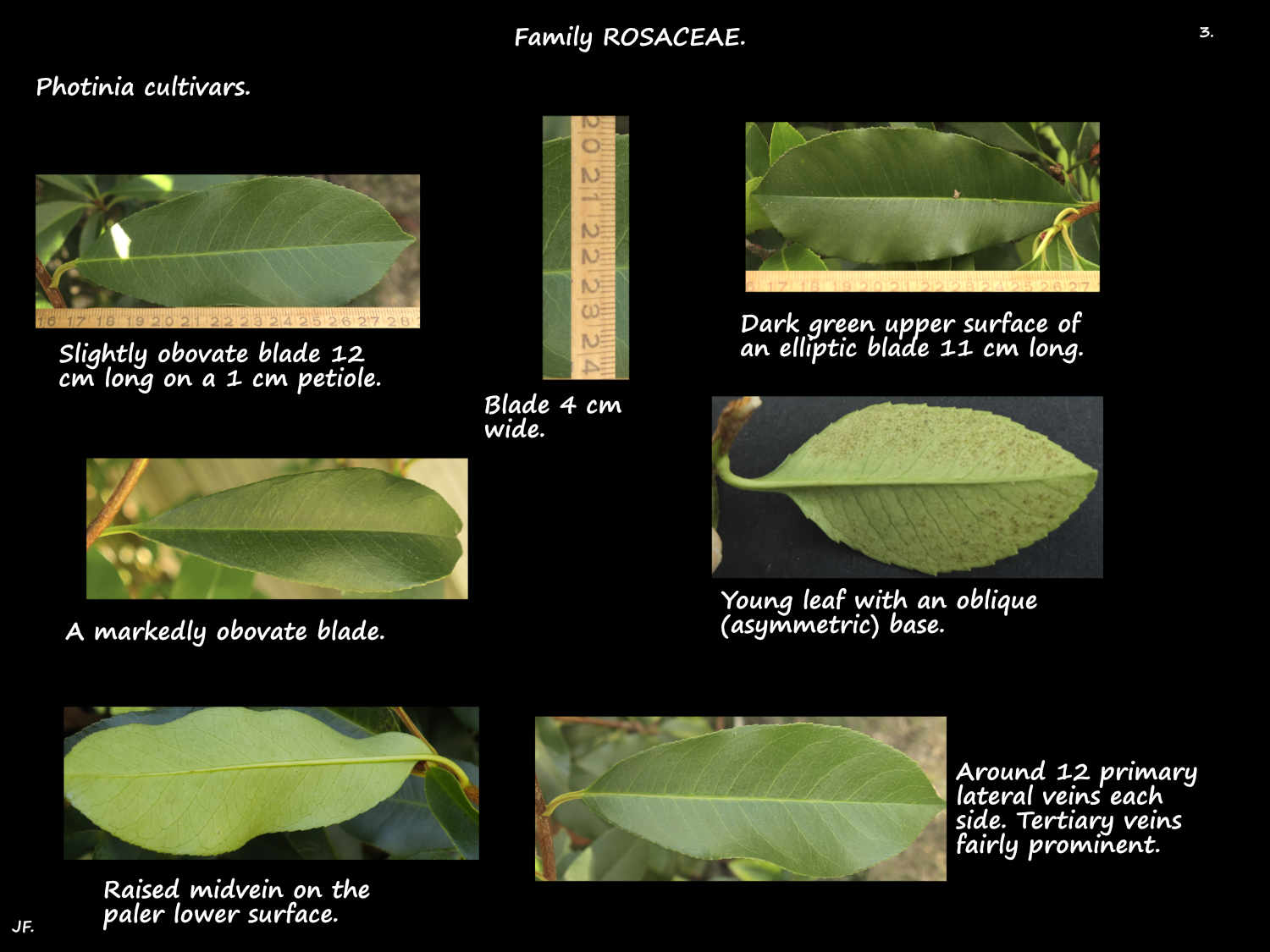 3 Obovate Photinia leaves