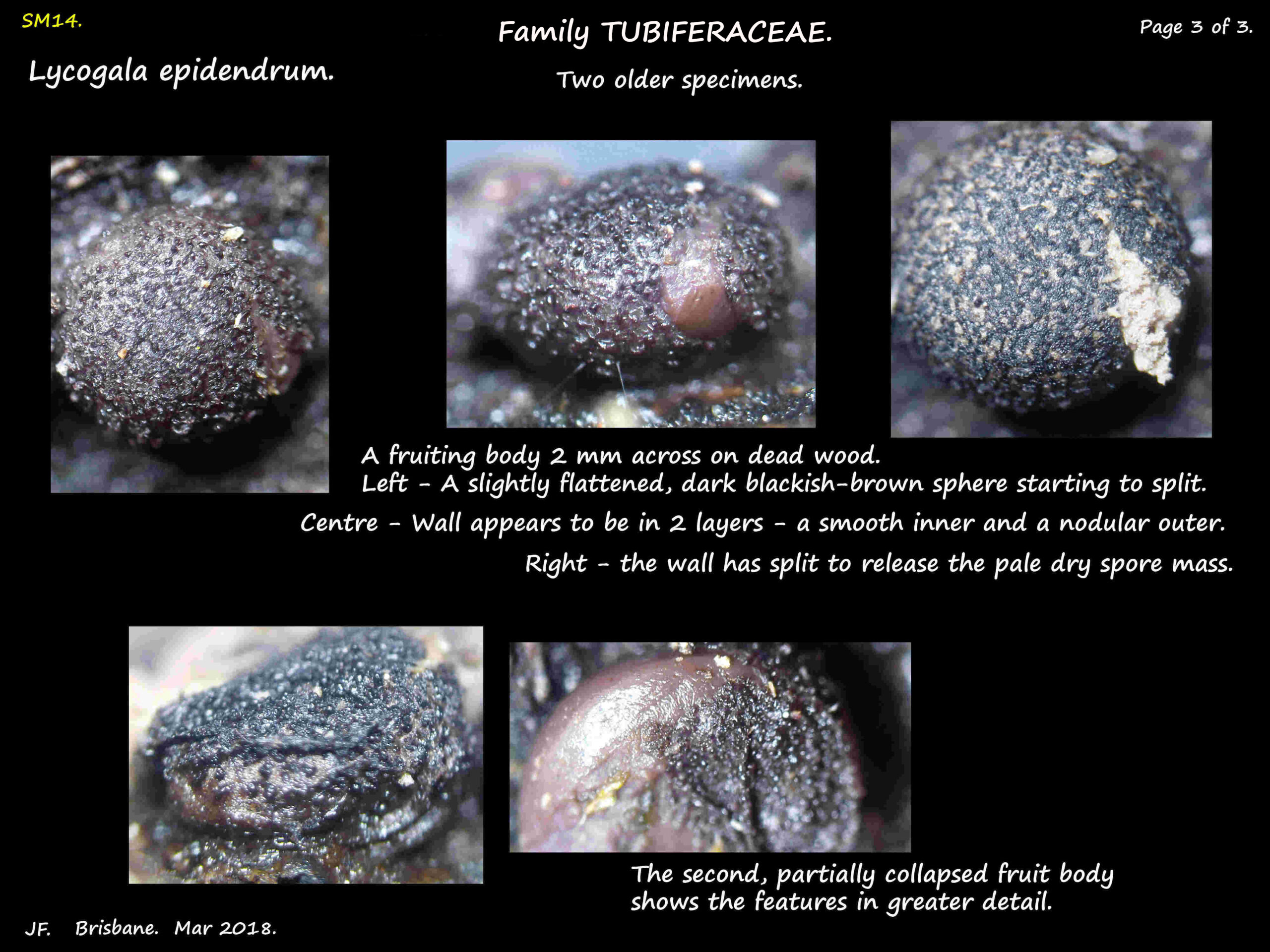 3 Old, black fruit bodies of Lycogala epidendrum