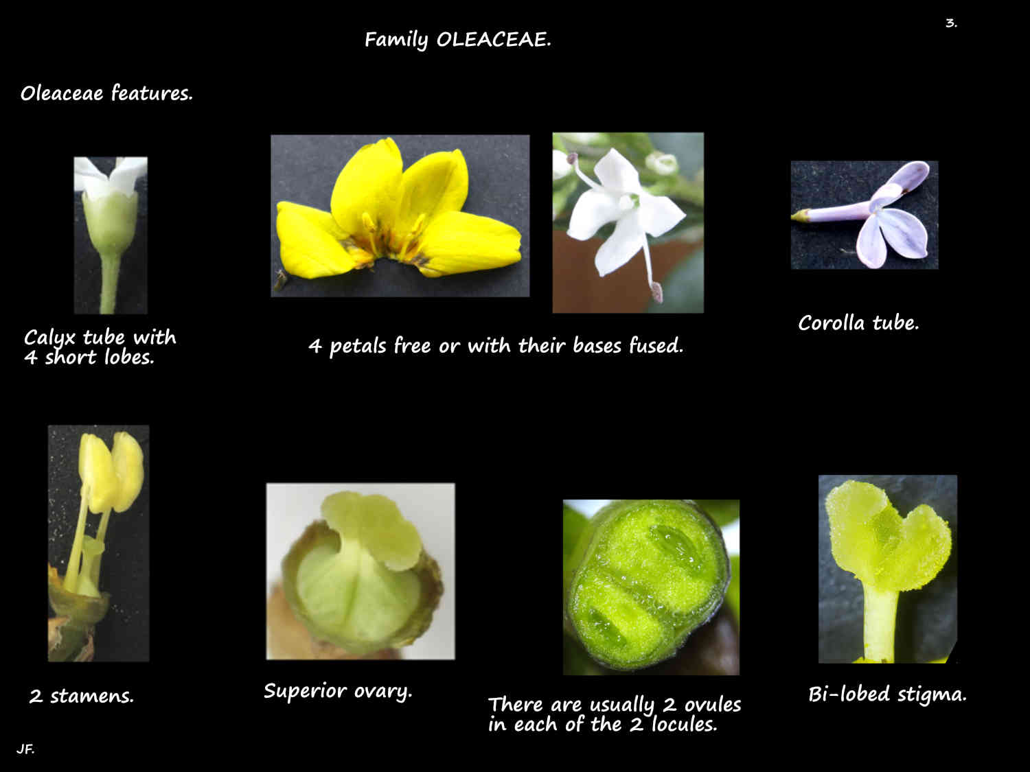 3 Oleaceae flower parts