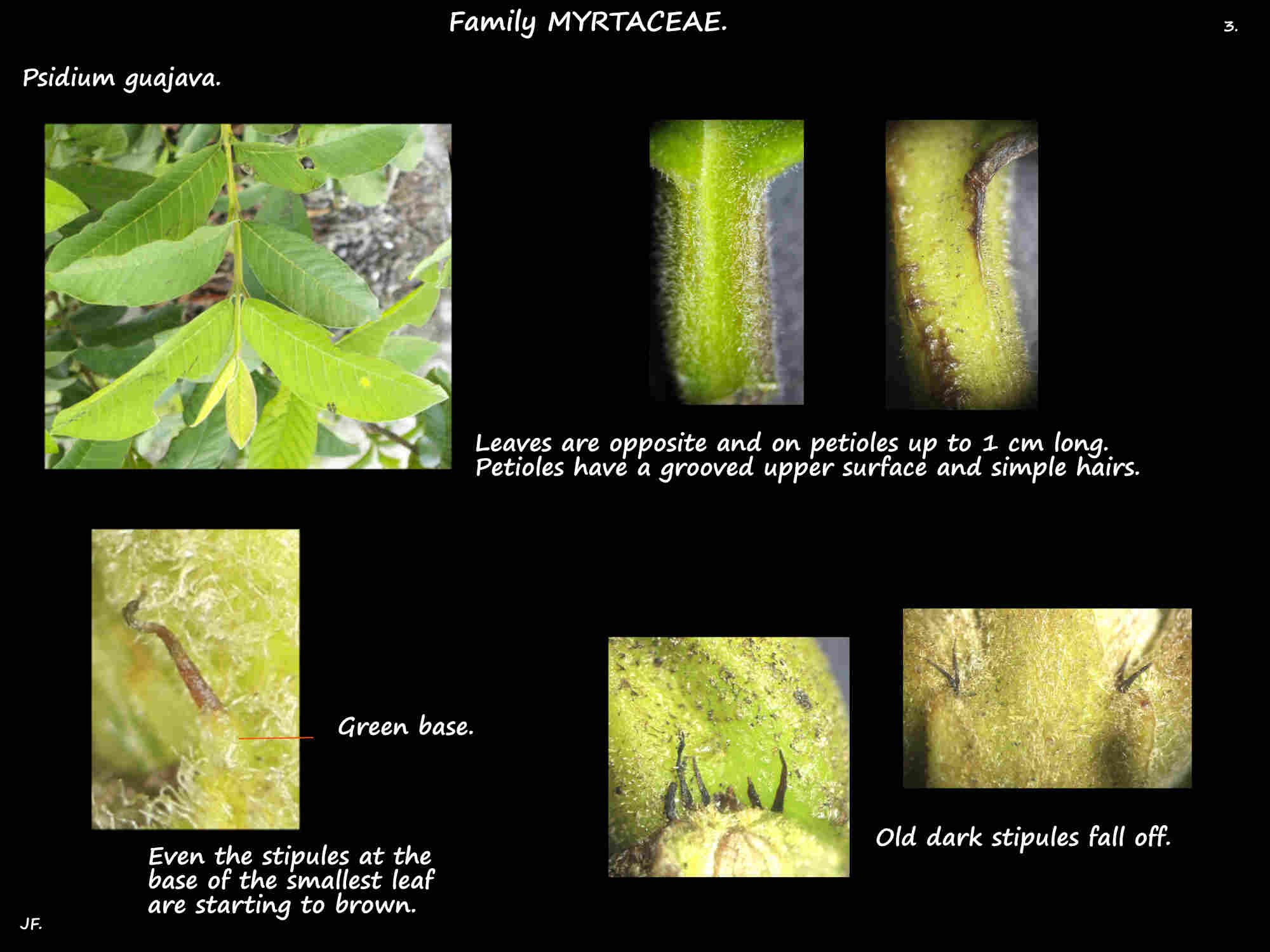 3 Opposite leaves & stipules of Psidium guajava