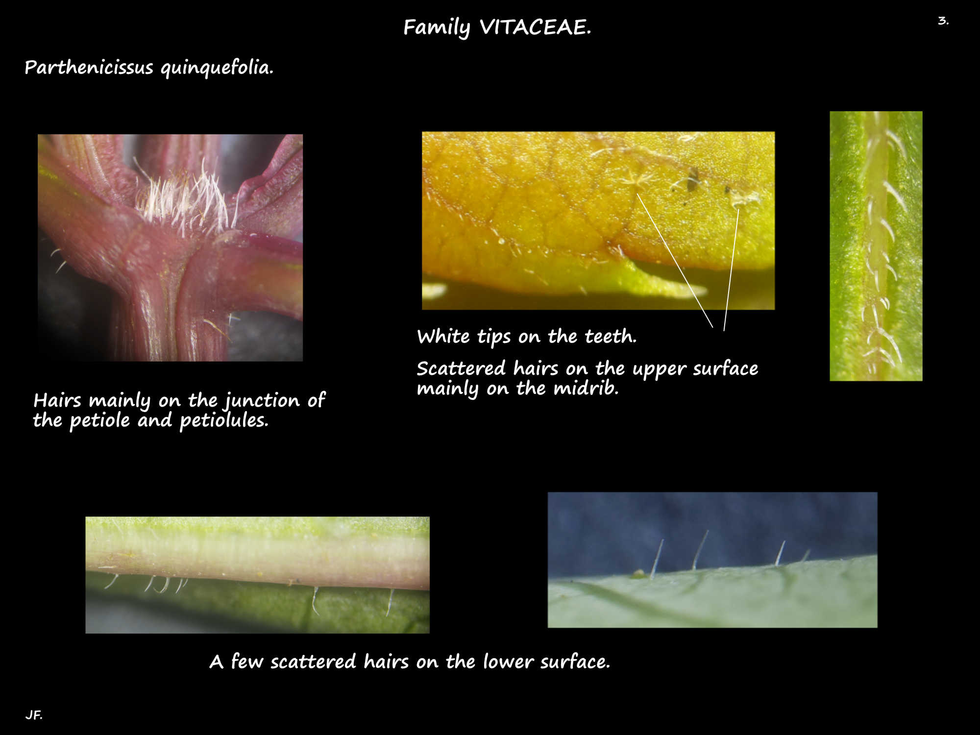 3 Parthenocissus quinquefolia leaf hairs