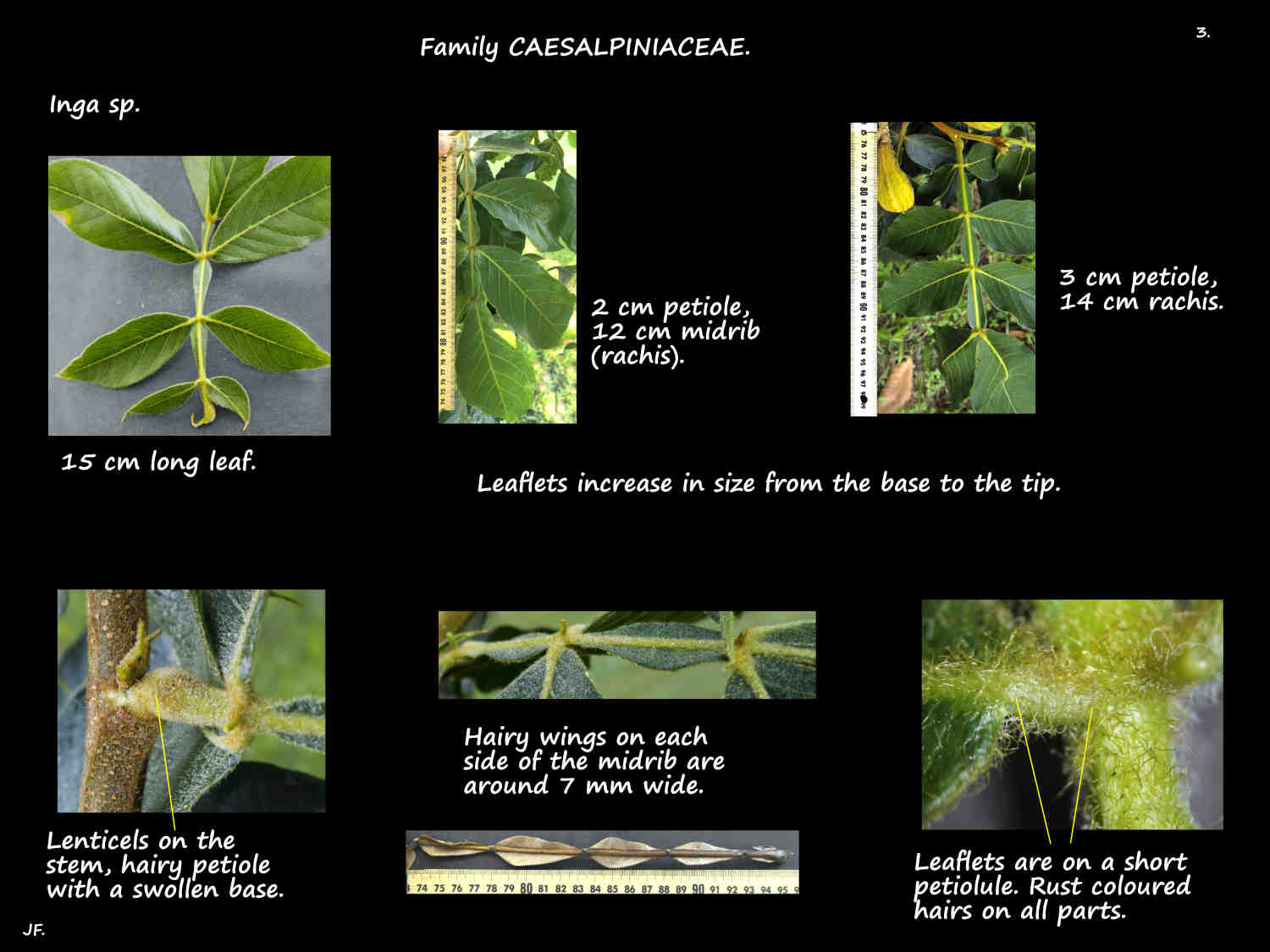 3 Petiole and midrib of Inga leaves