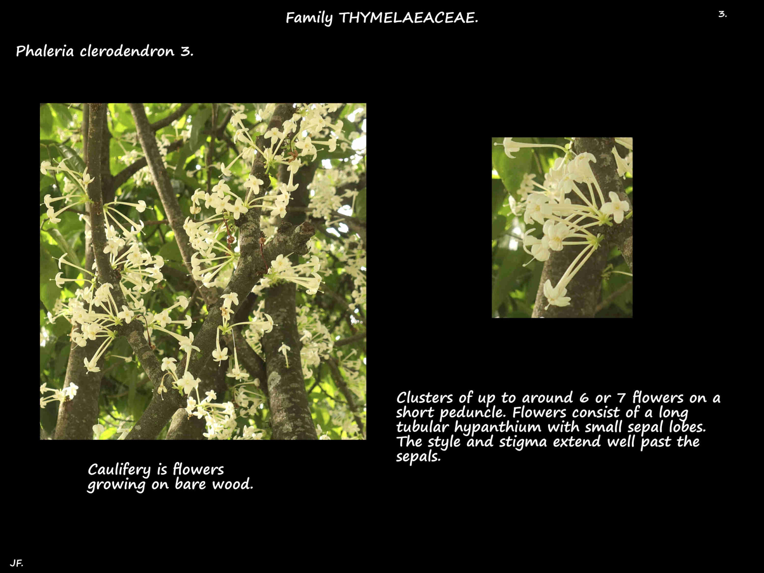 3 Phaleria clerodendron flowes