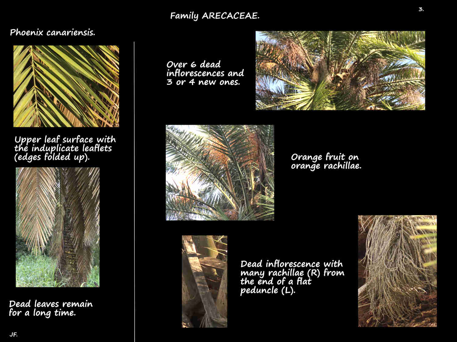 3 Phoenix canariensis leaflets & inflorescences