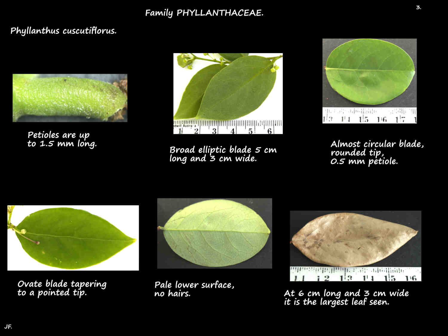 3 Phyllanthus cuscutiflorus leaves