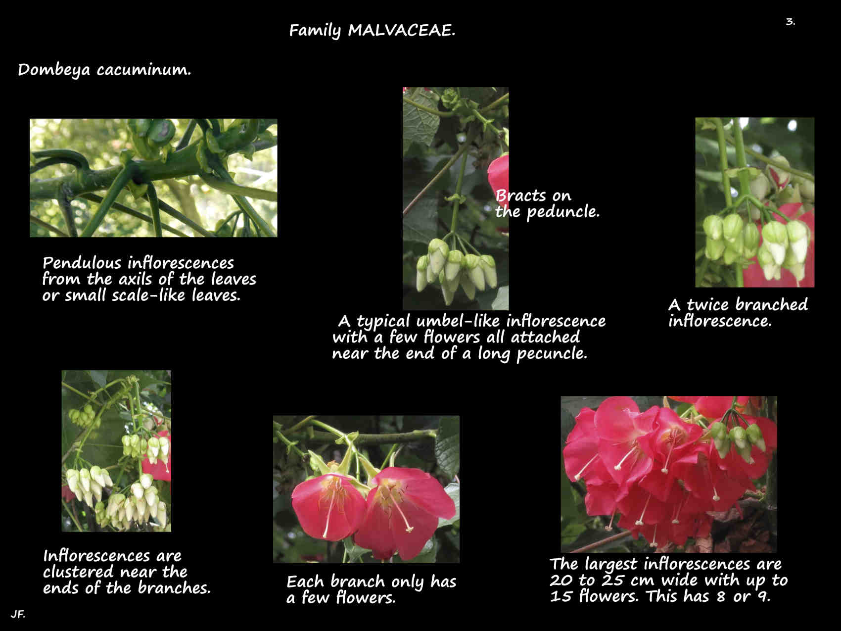 3 Pink Dombeya inflorescences