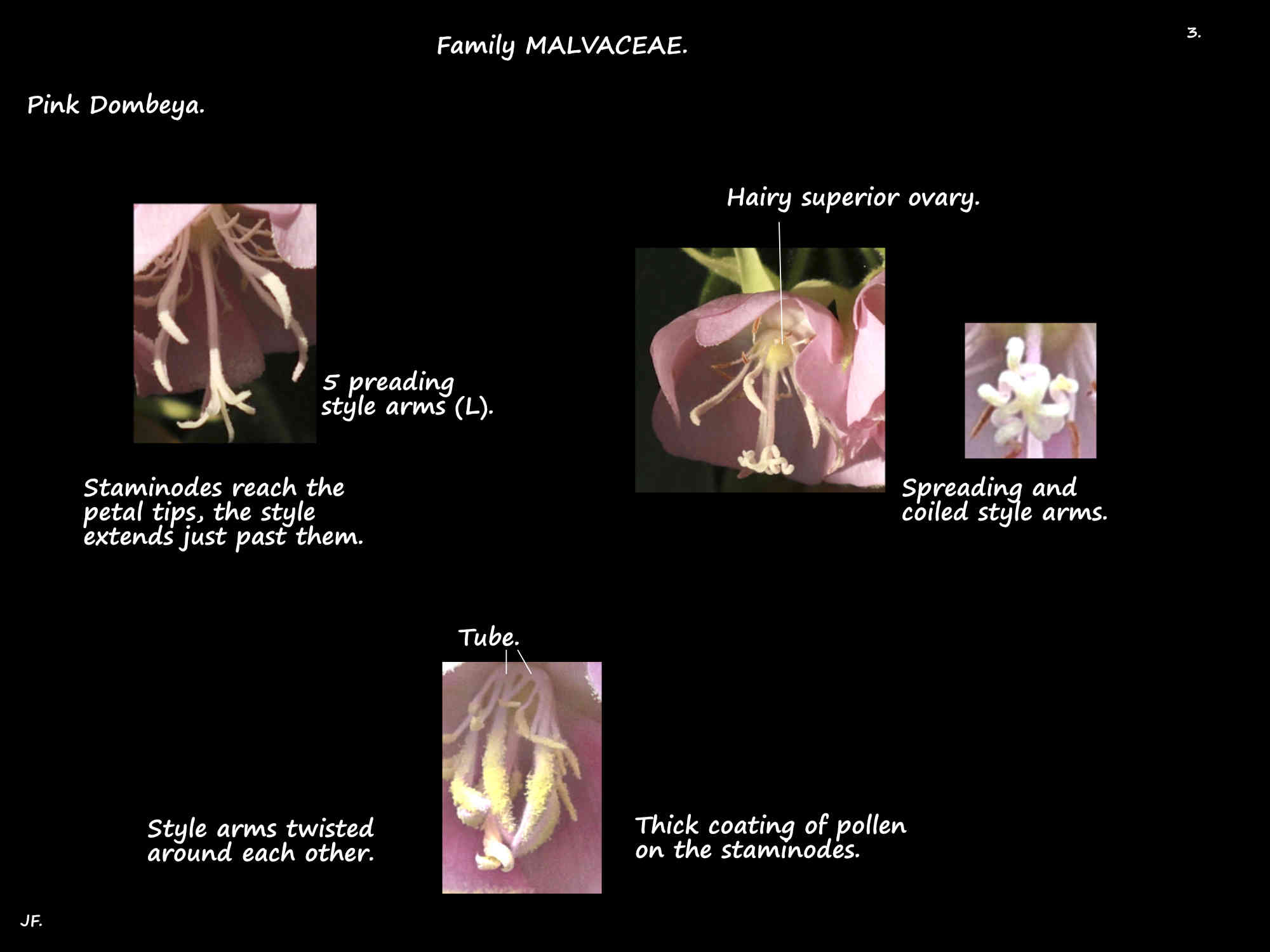 3 Pink Dombeya style & stigmas