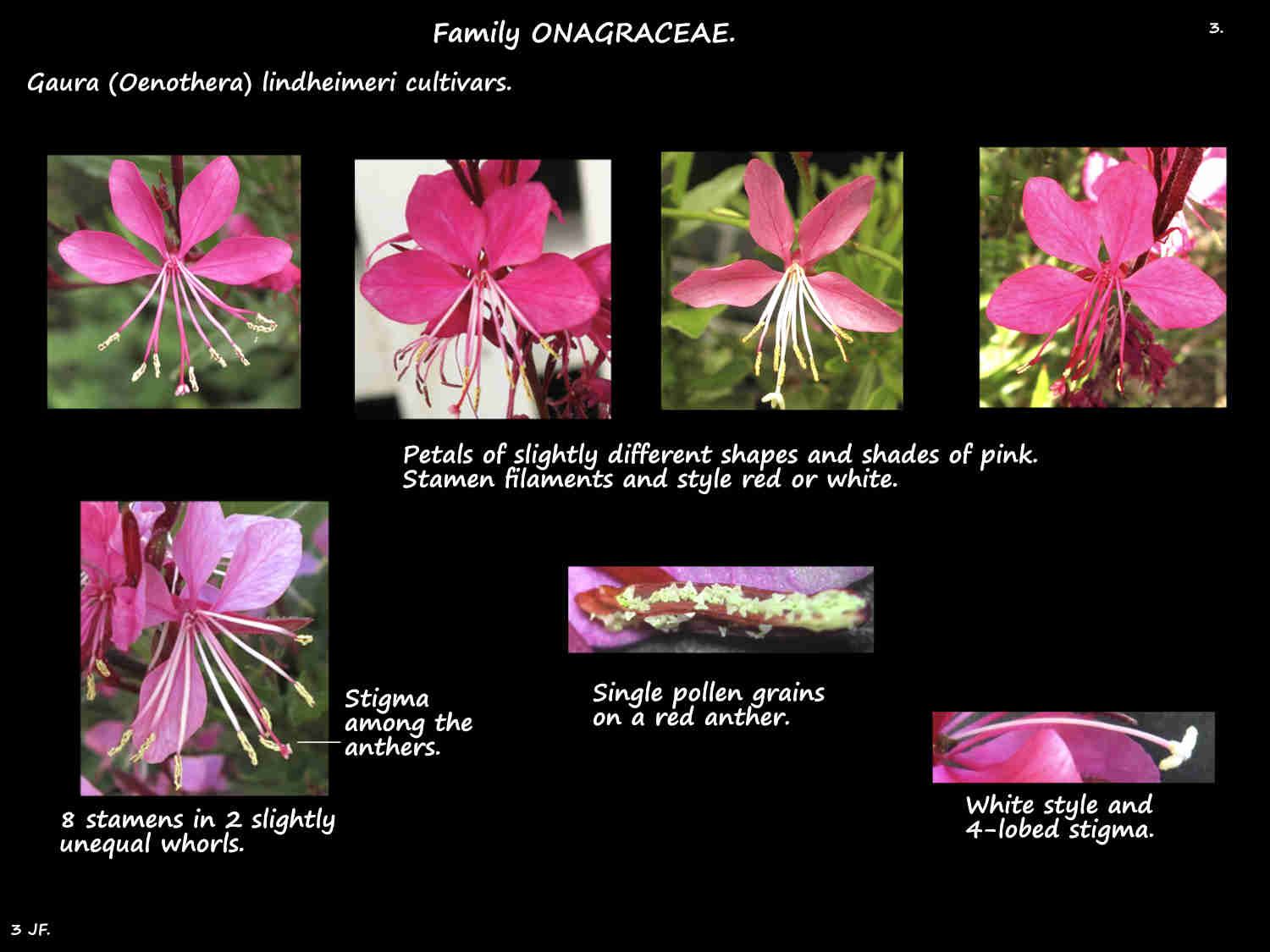 3 Pink Gaura lindheimeri flowers