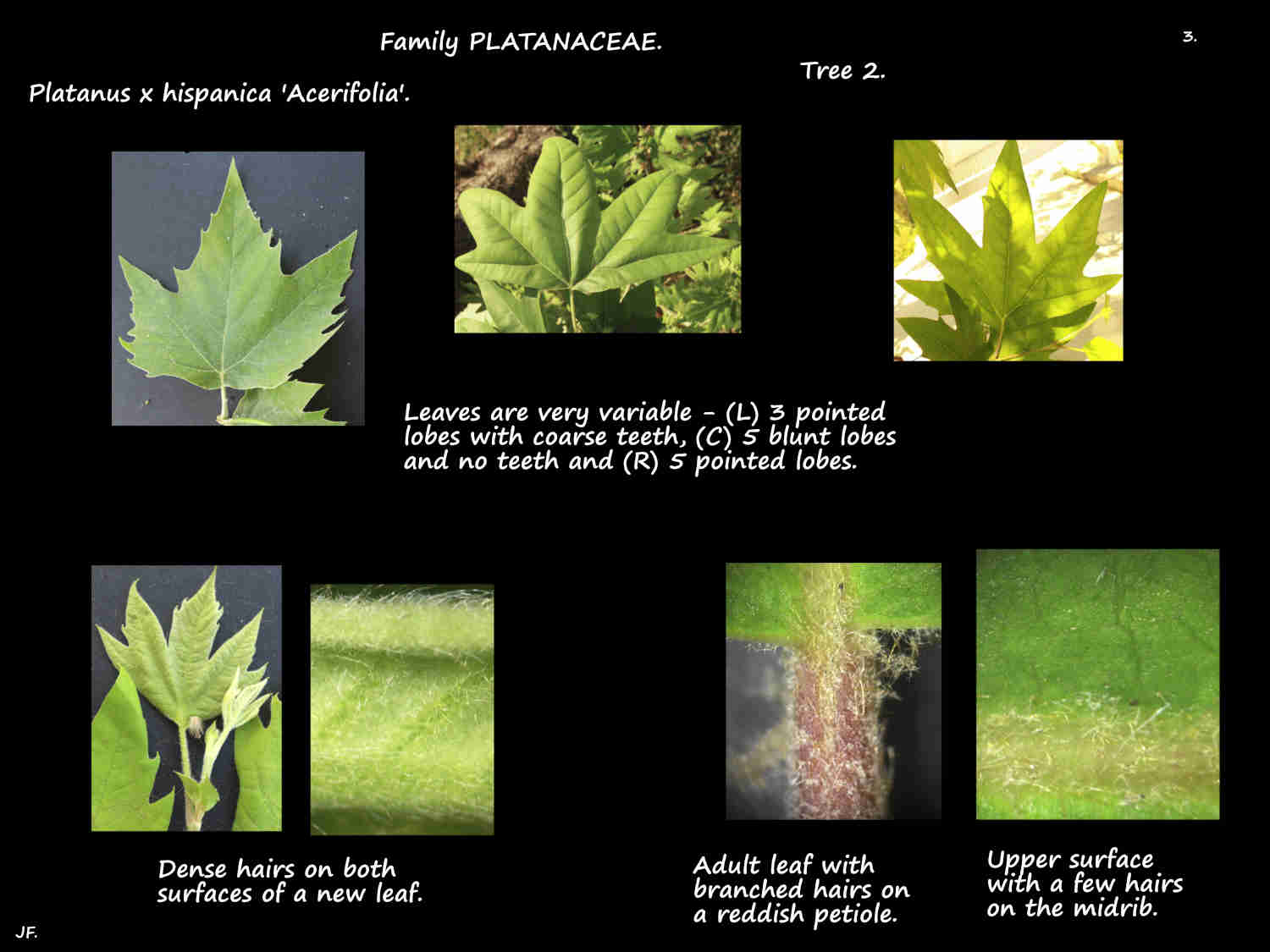 3 Platanus x hispanica T2 leaf shapes & hairs