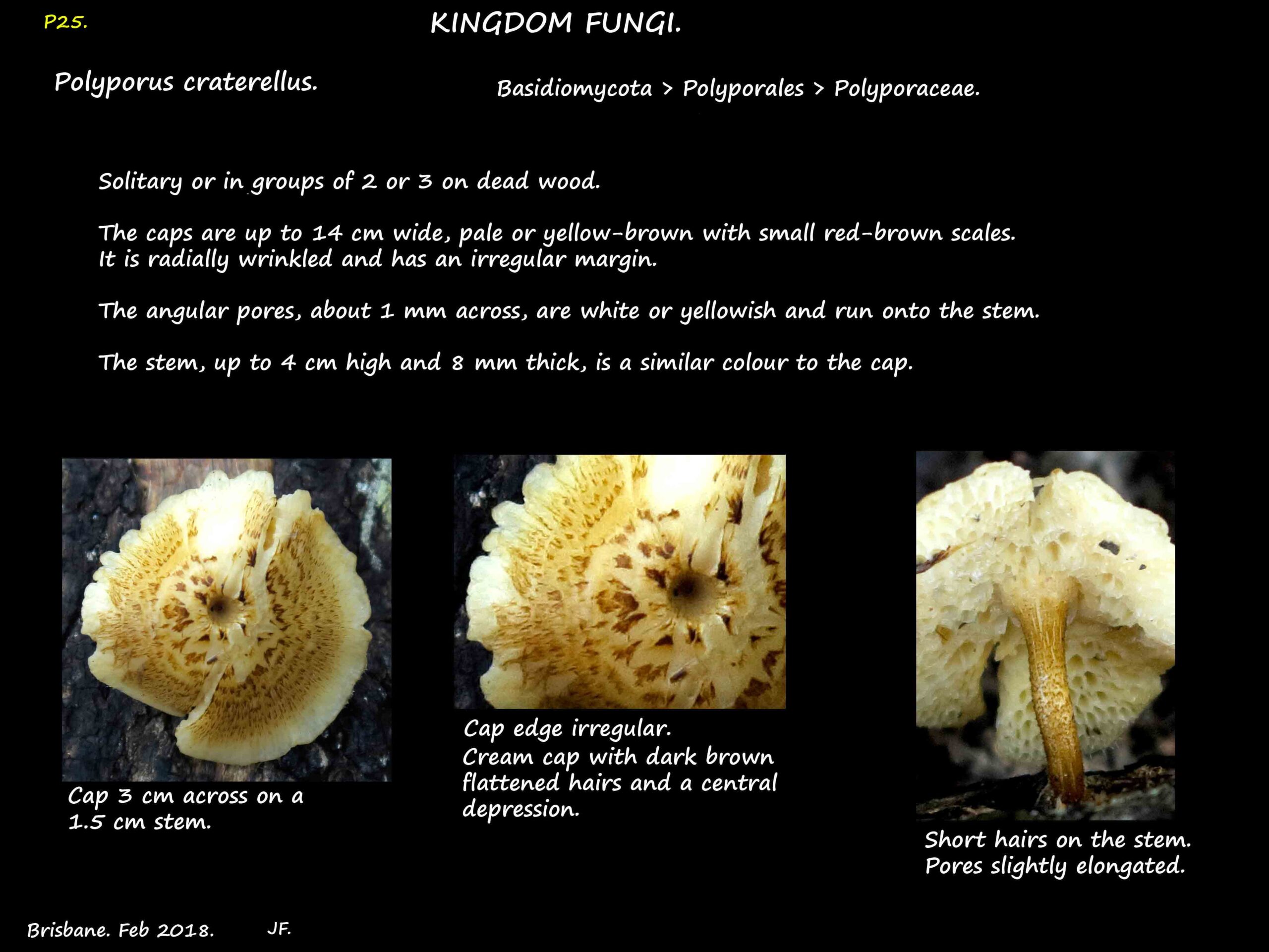 3 Polyporus craterellus mushroom