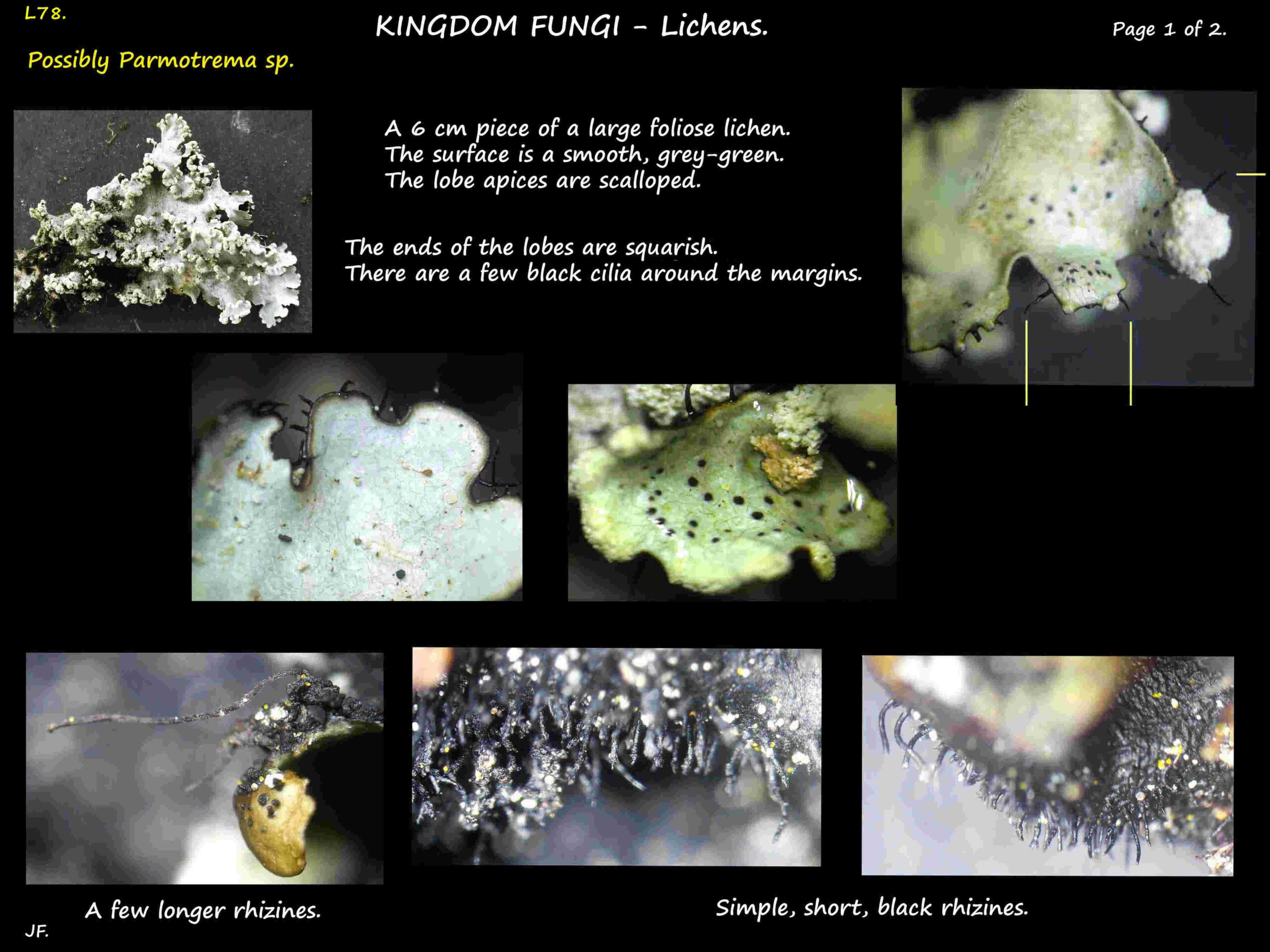 3a Possibly a Parmotrema lichen with long & short rhizines