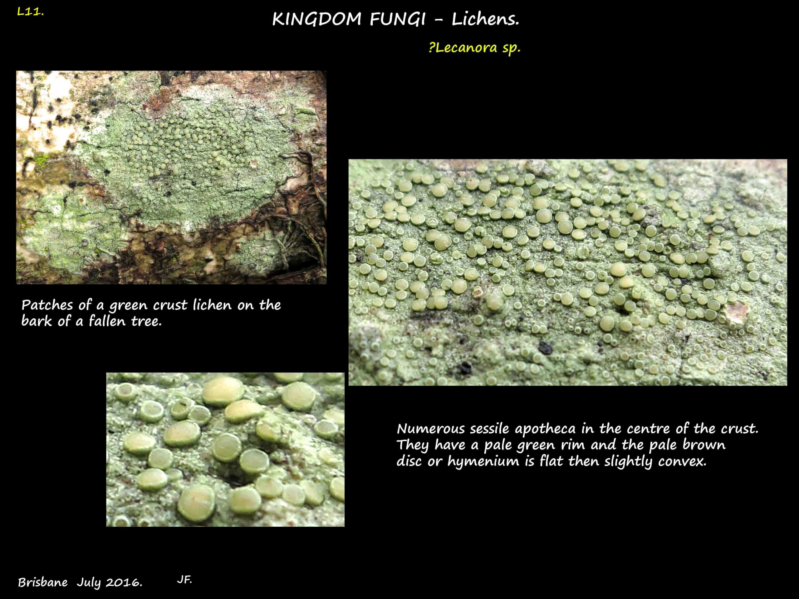 3 A green crust lichen - possibly a Lecanora