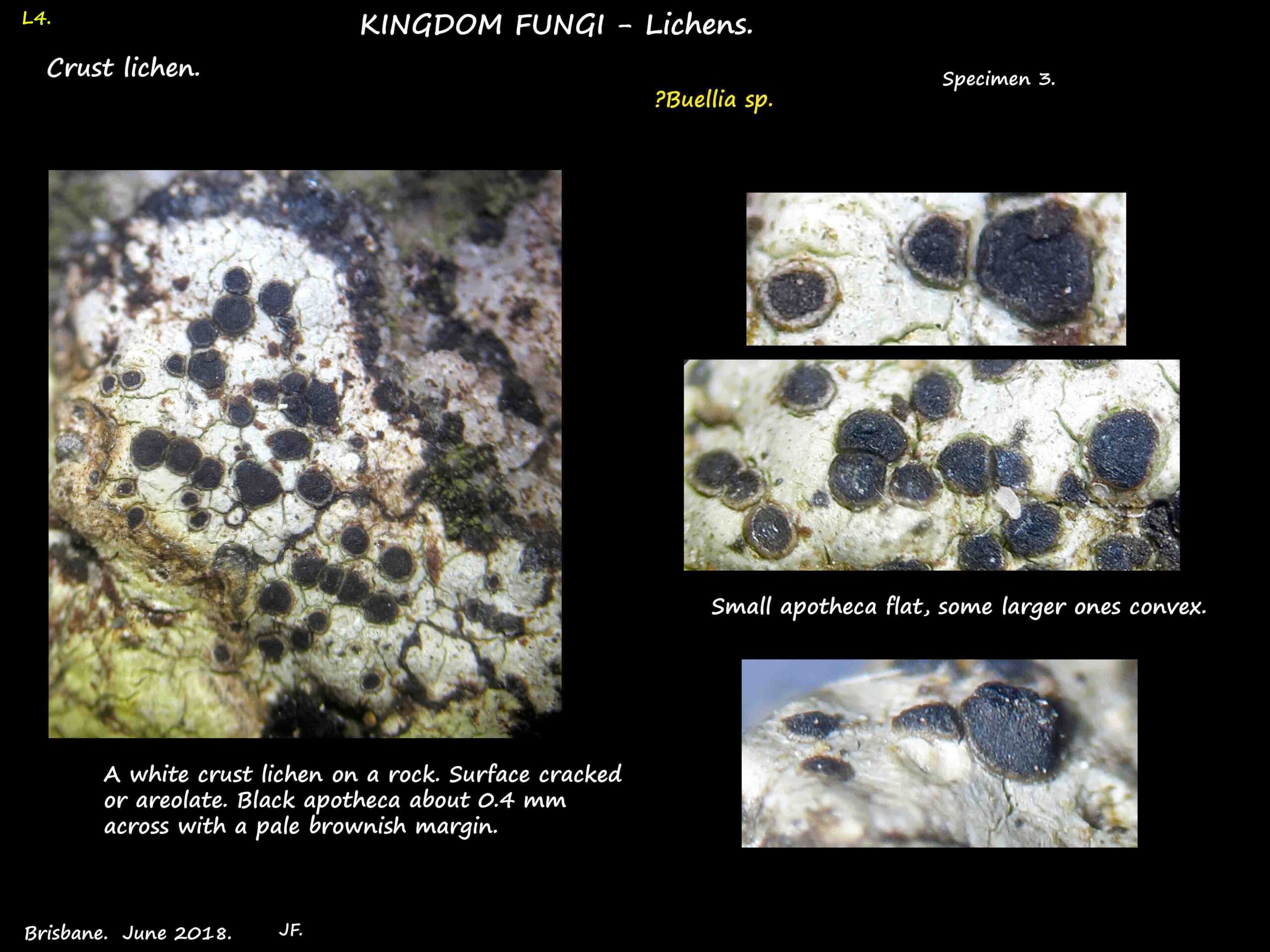 3 A crust lichen on a rock - possibly a Buellia