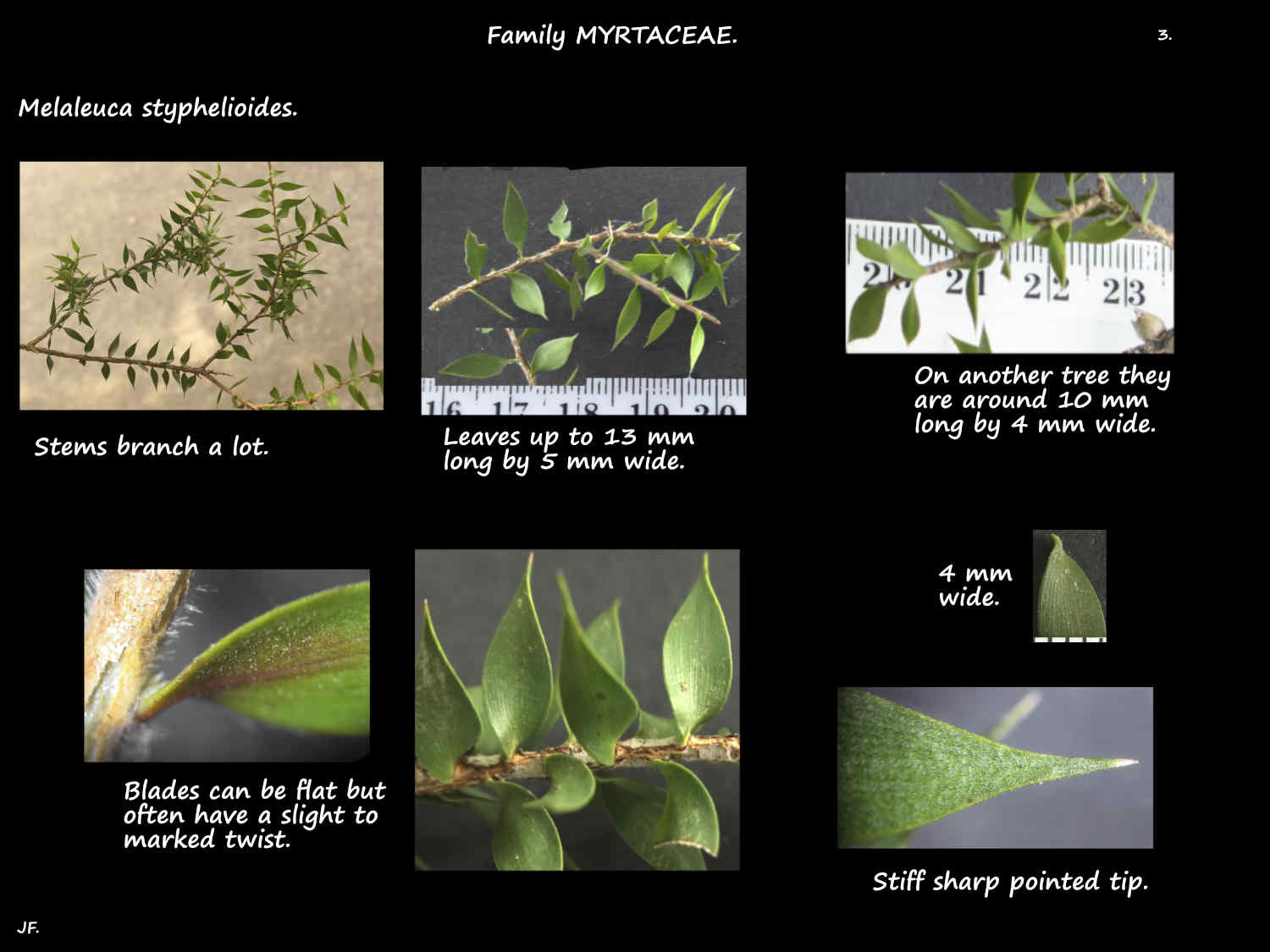 3 Prickly Paperbark leaves