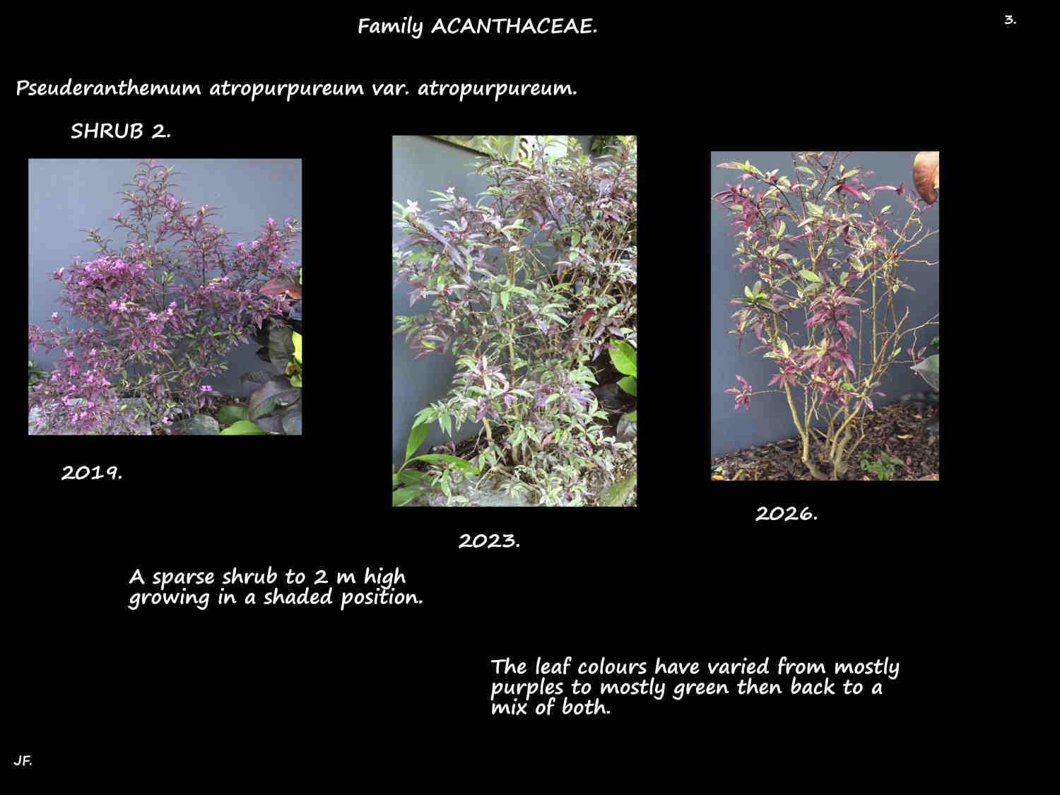 3 Pseuderanthemum 'Atropurpureum' shrub 2