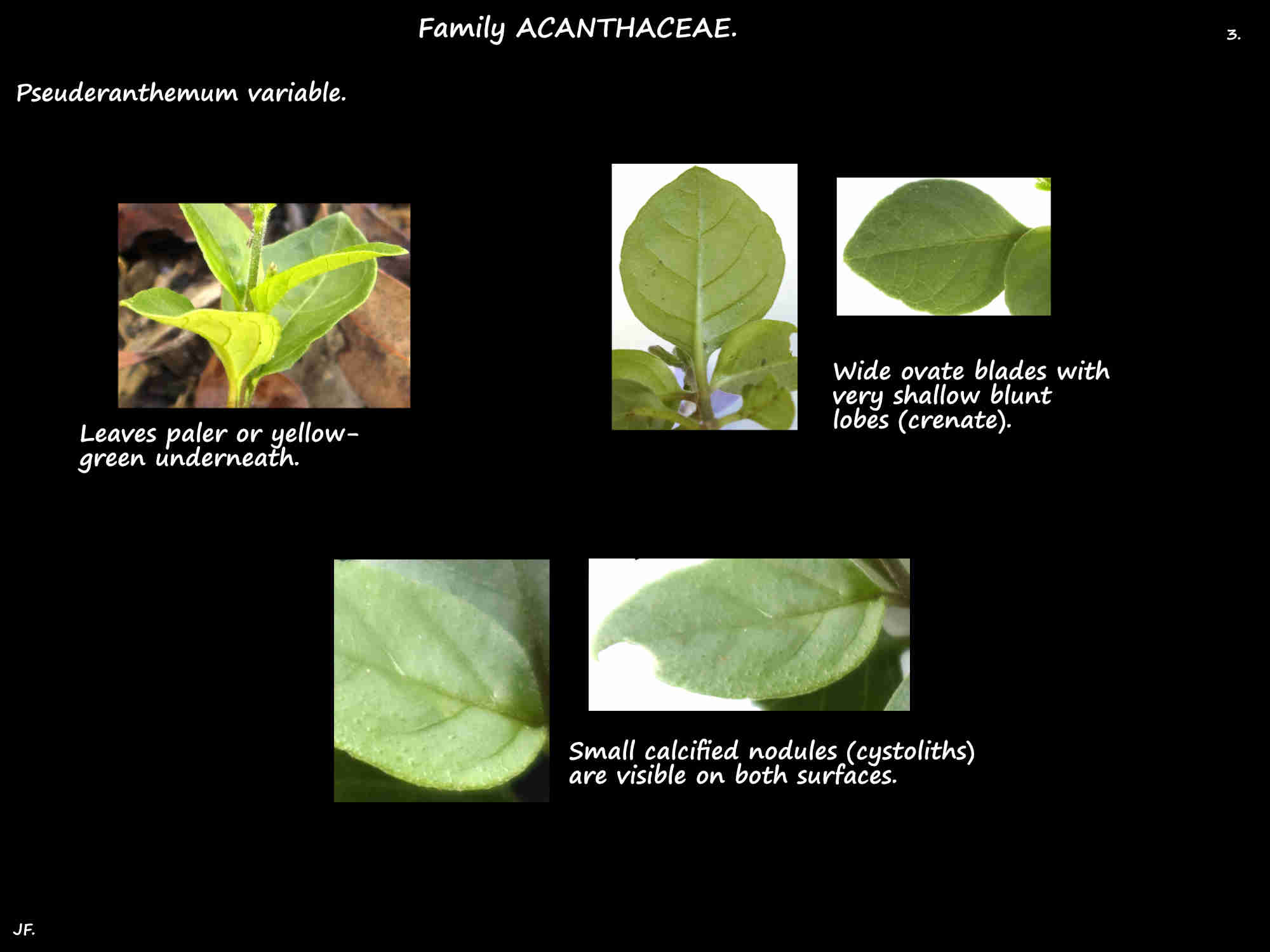 3 Pseuderanthemum variable cystoliths