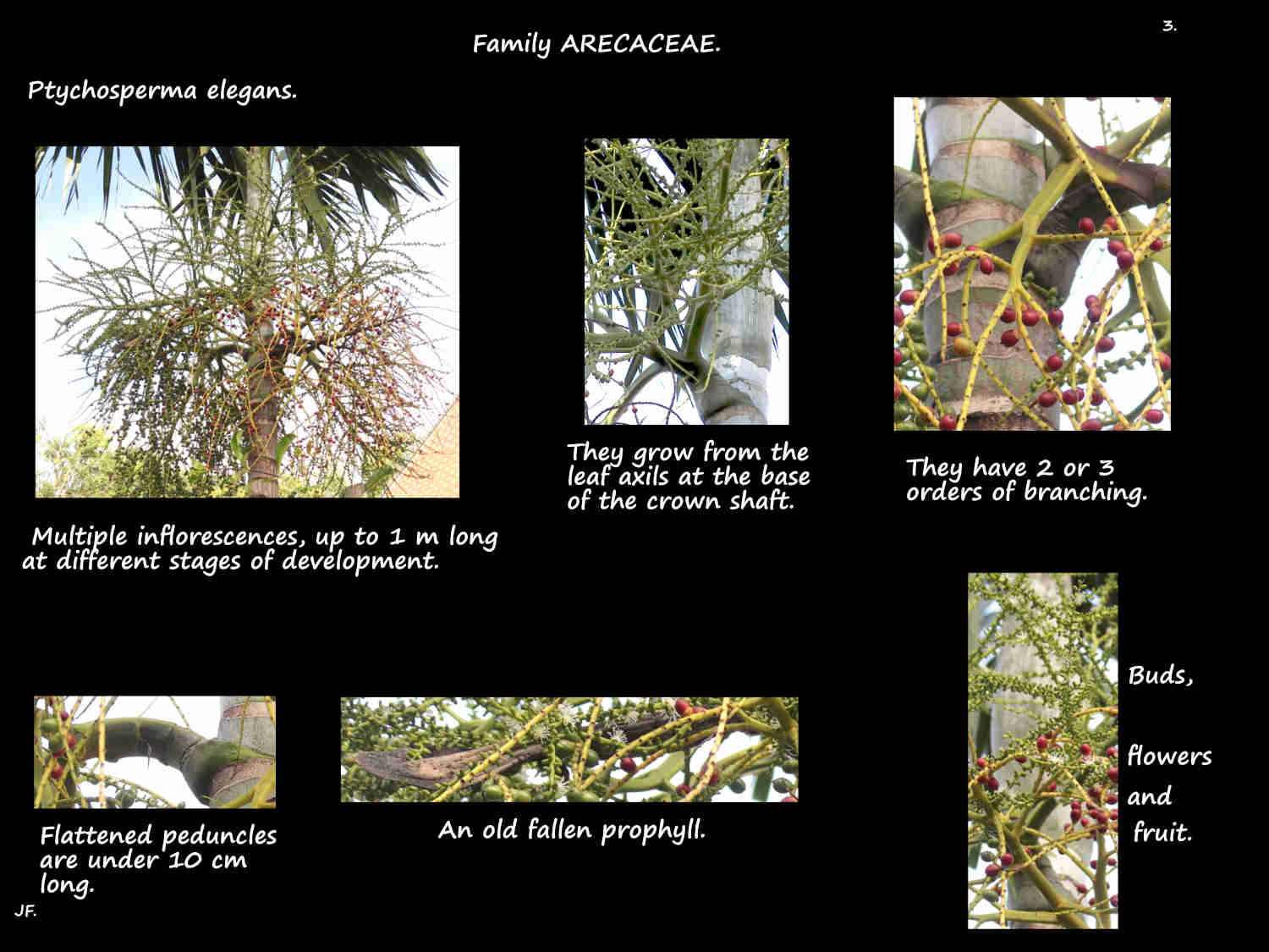 3 Ptychosperma elegans inflorescences