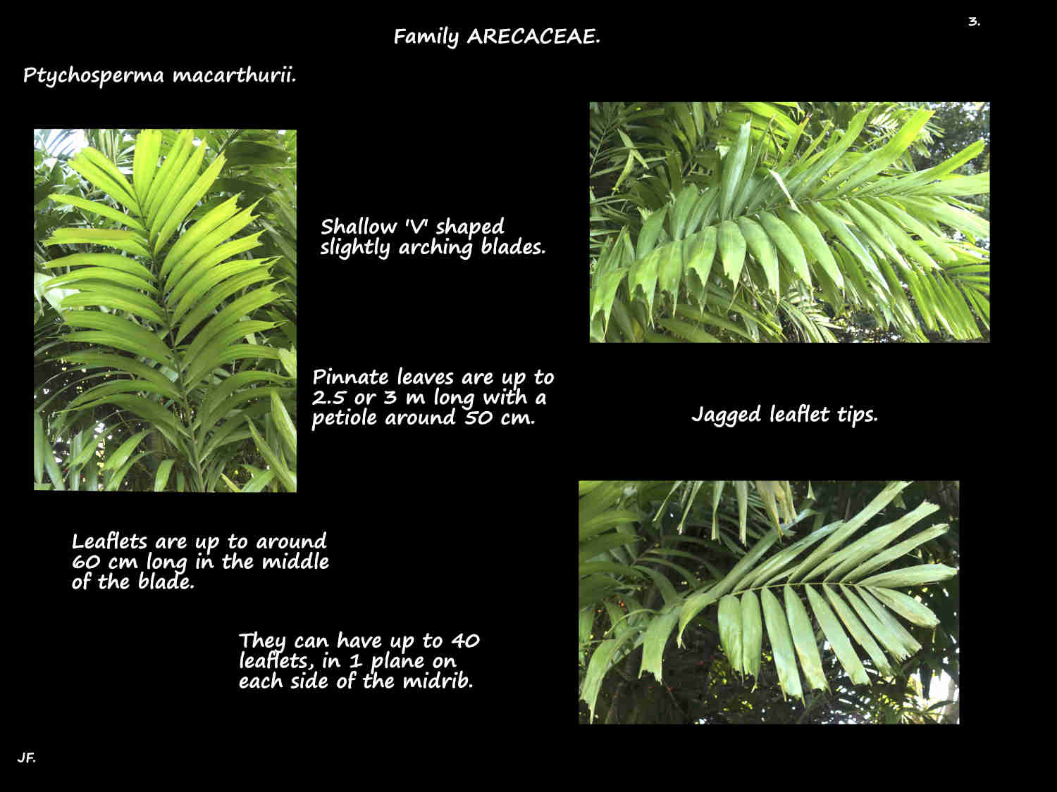 3 Ptychosperma macarthurii leaves