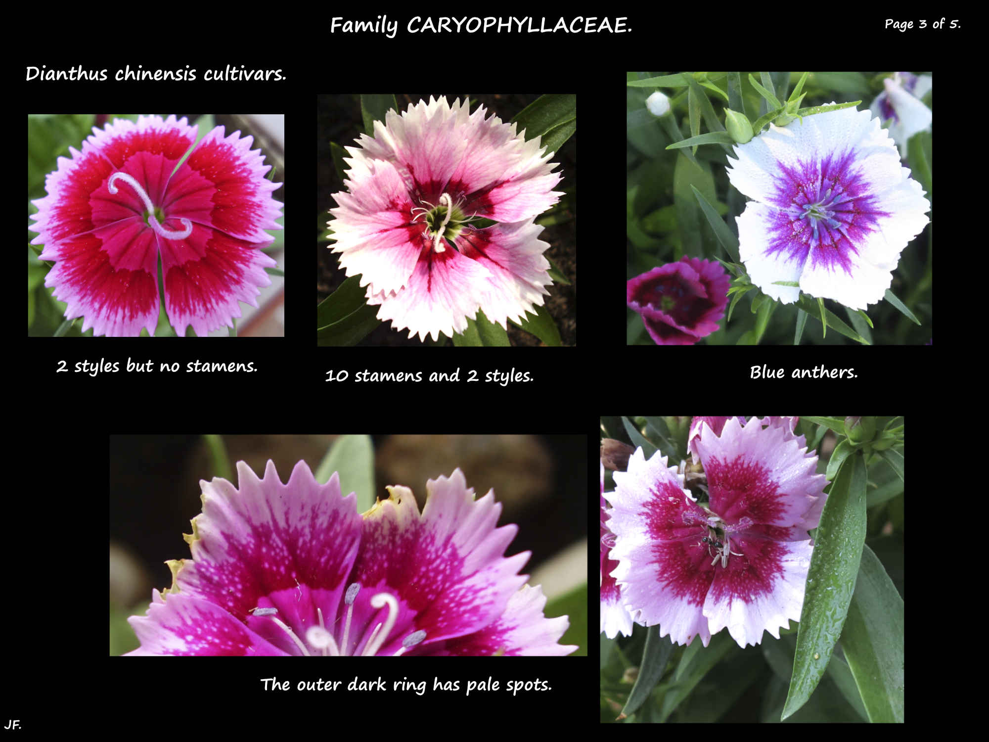 3 Rainbow pinks cultivars