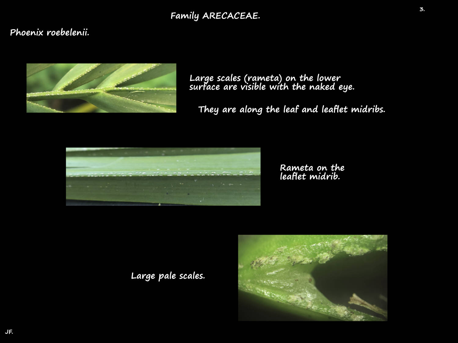 3 Rameta on Phoenix roebelenii leaves