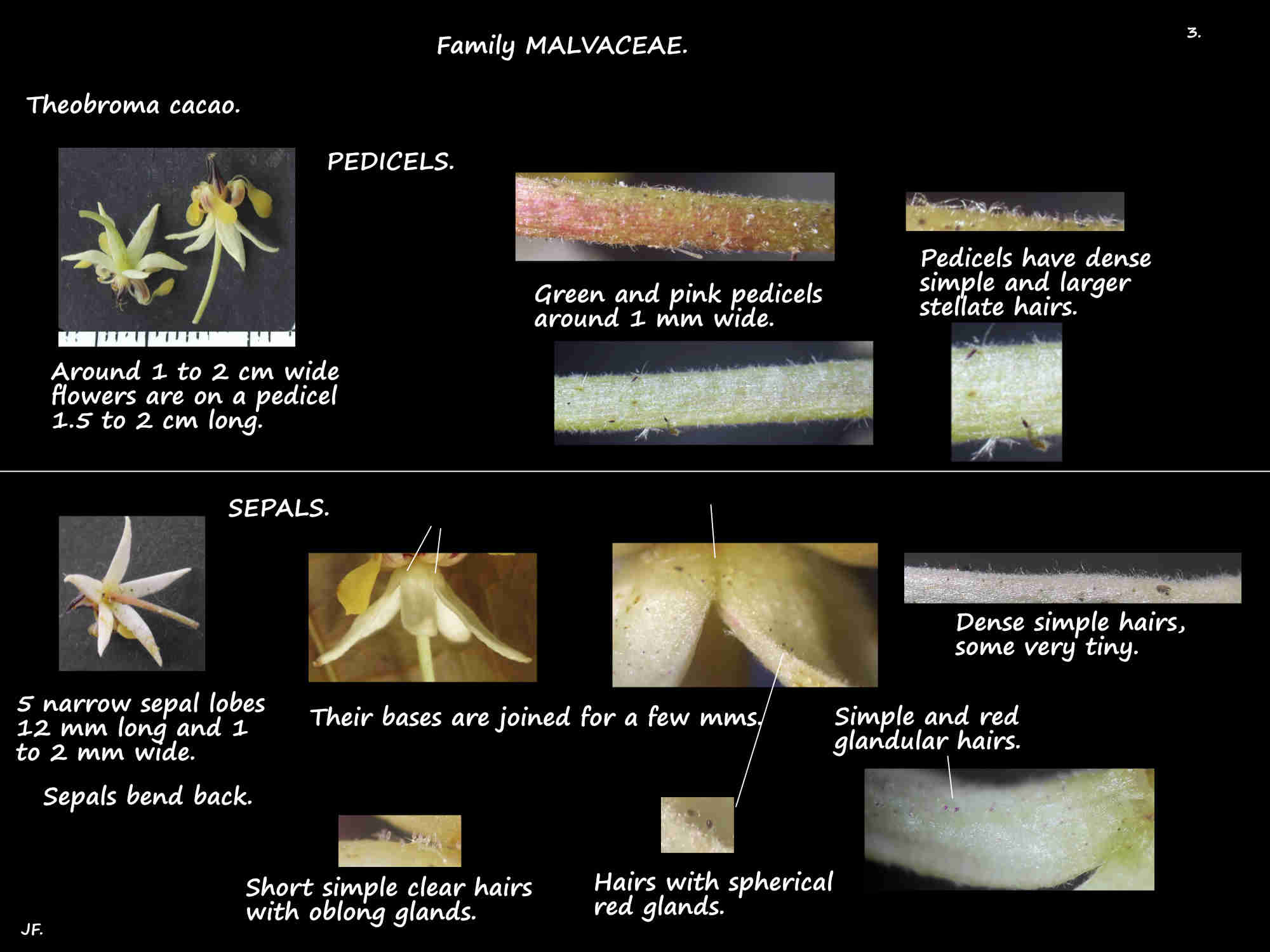 3 Red glandular hairs on Theobroma cacao sepals