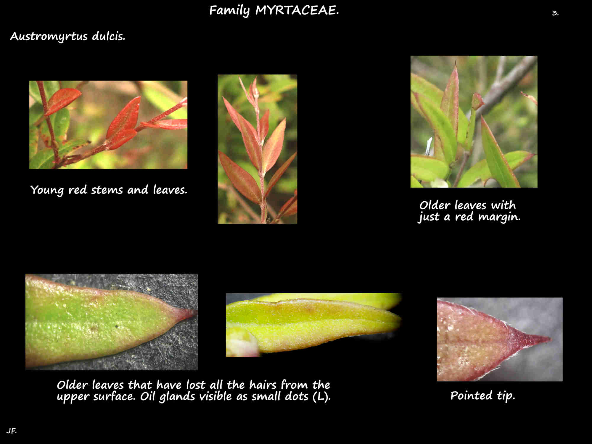 3 Red new growth of Austromyrtus dulcis