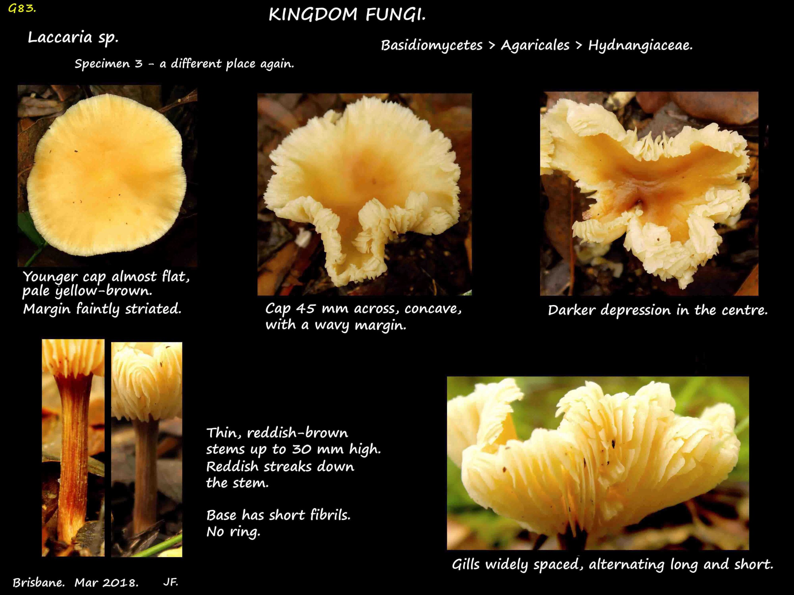 3 Reddish stems & widely spaced gills of a Laccaria mushroom