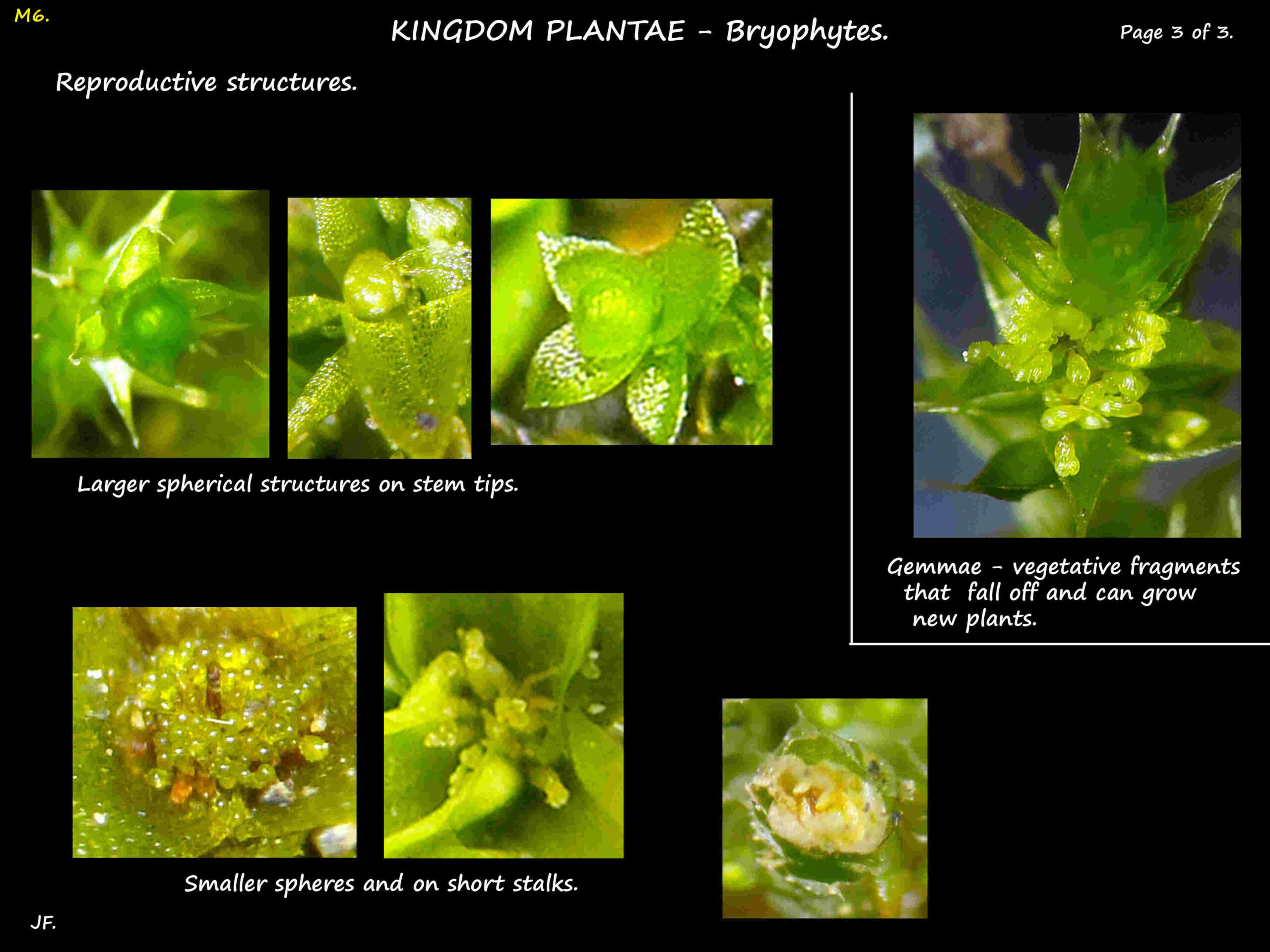 Reproductive structures in mosses