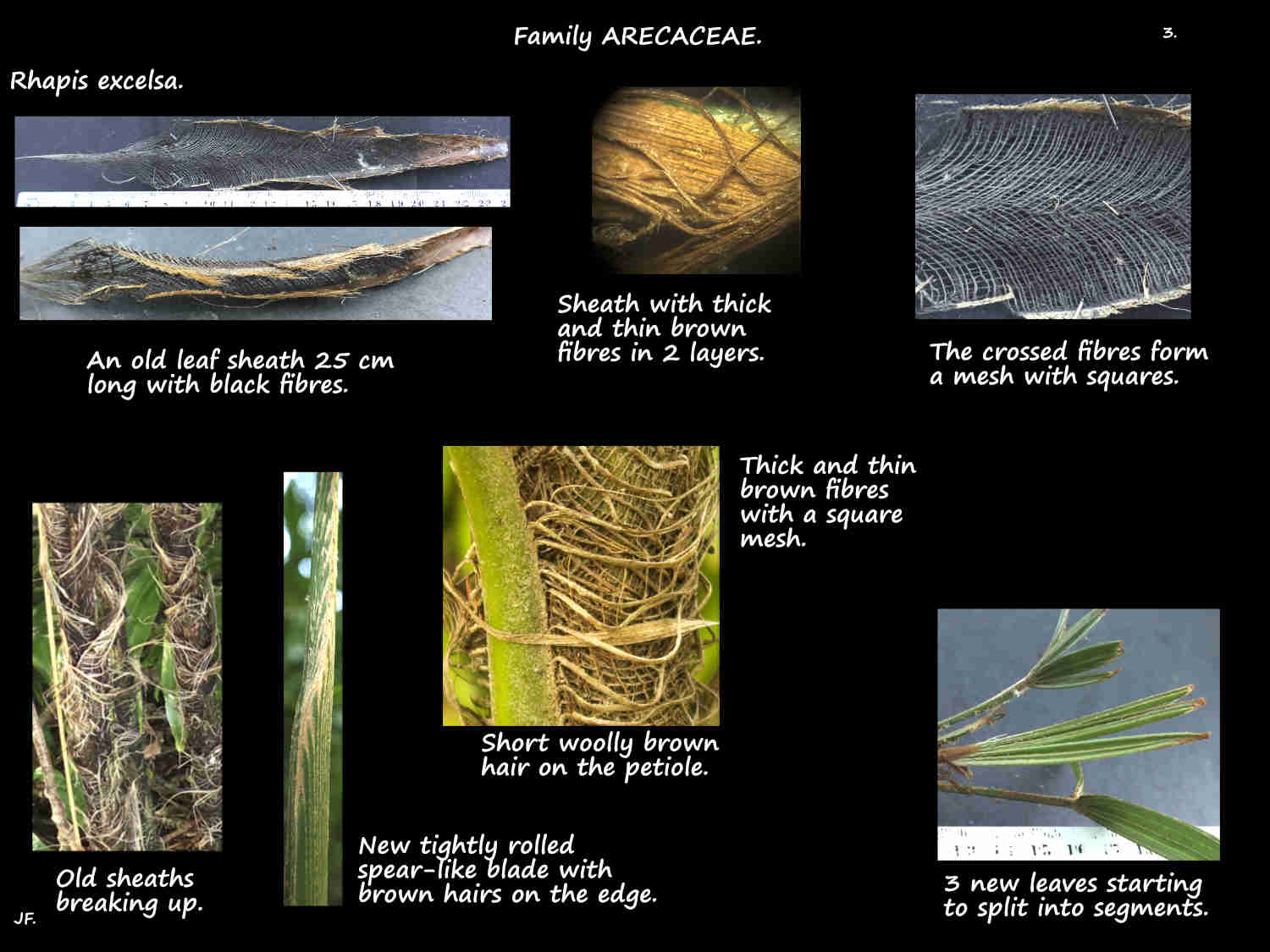 3 Rhapis excelsa leaf sheaths