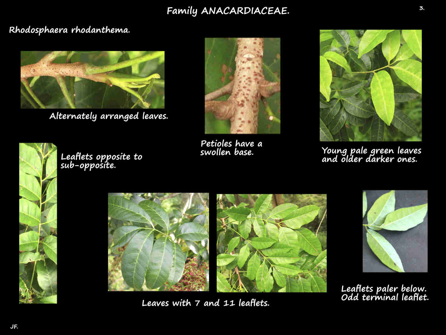 3 Rhodosphaera rhodanthema pinnate leaves