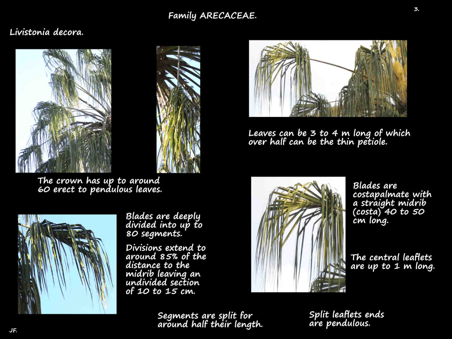 3 Ribbon Fan palm leaves
