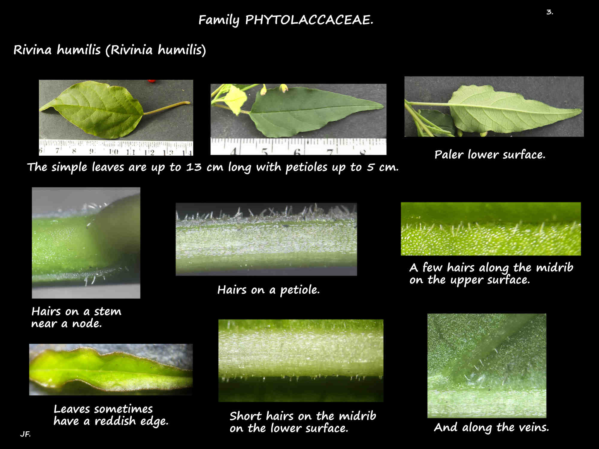 3 Rivina humilis leaves & their hairs