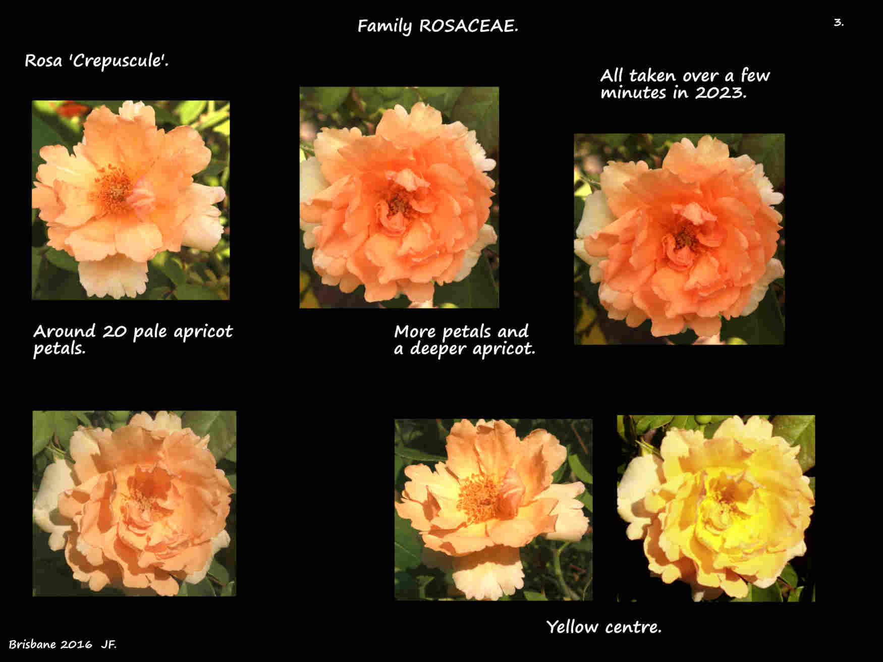 3 Ruffled petals on Rosa 'Crepuscule' flowers