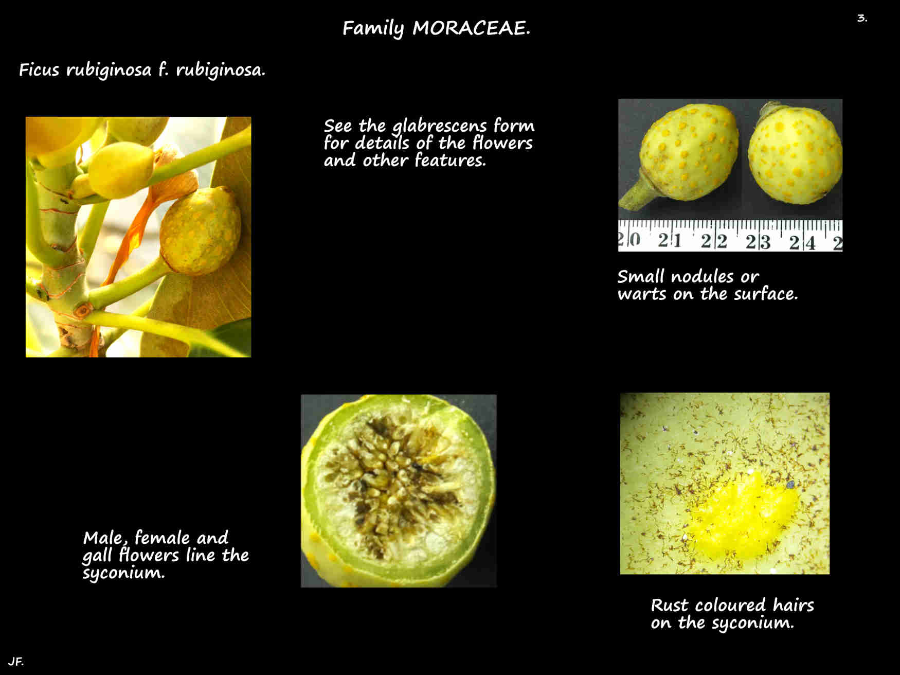 3 Rust hairs & nodules on F. rubiginosa syconia