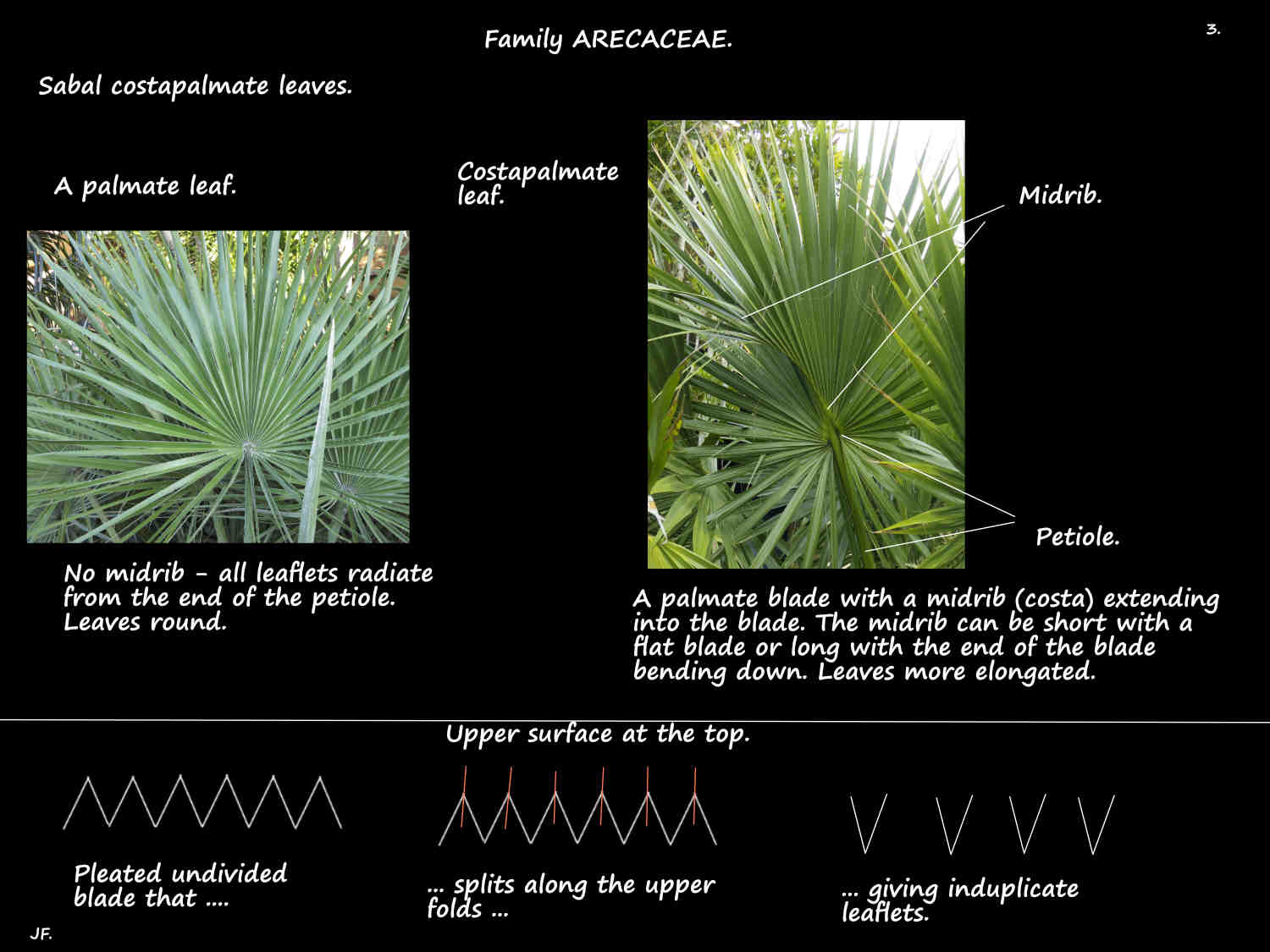 3 Sabal costapalmate leaves