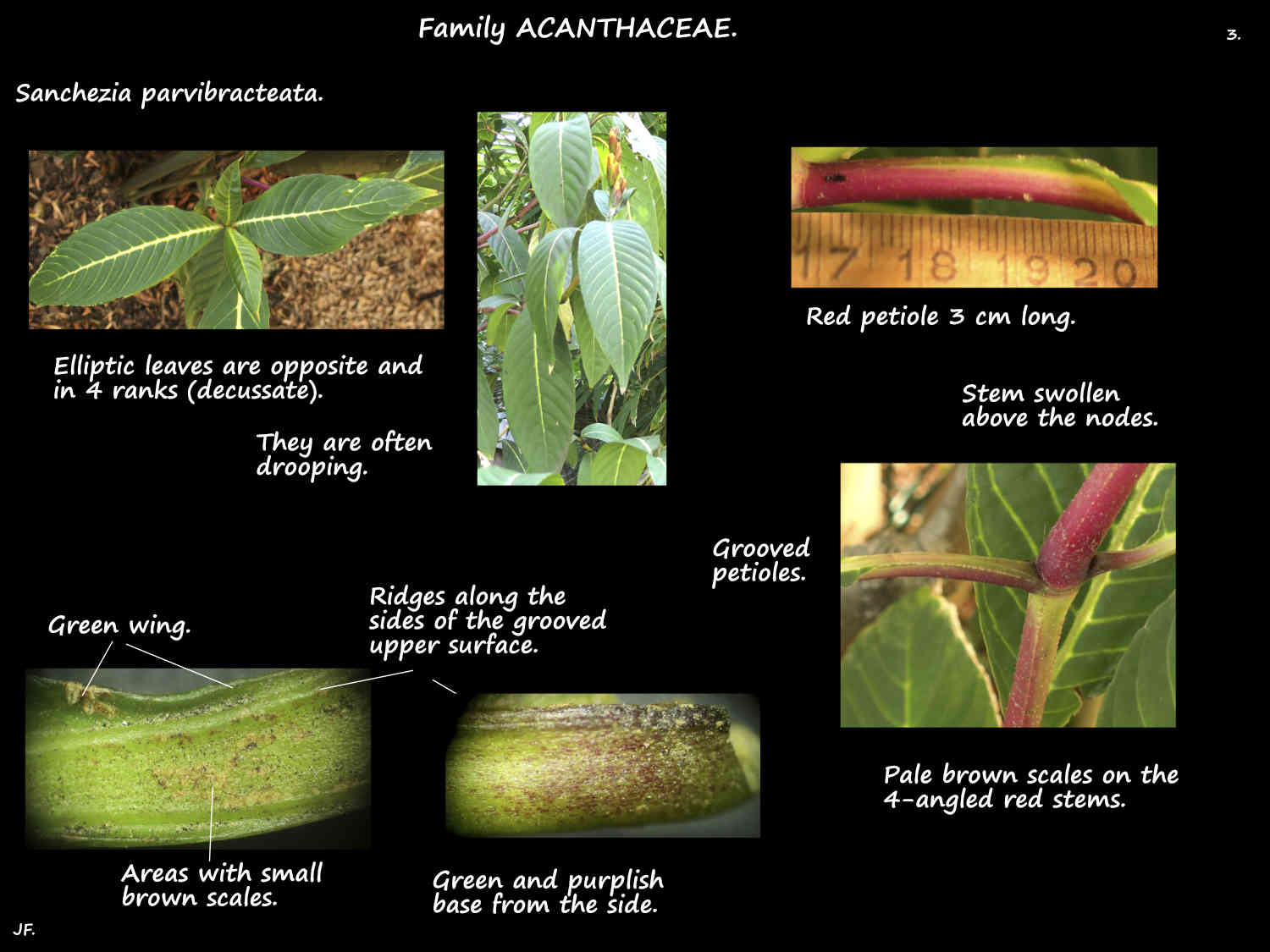 3 Sanchezia parvibracteata petioles