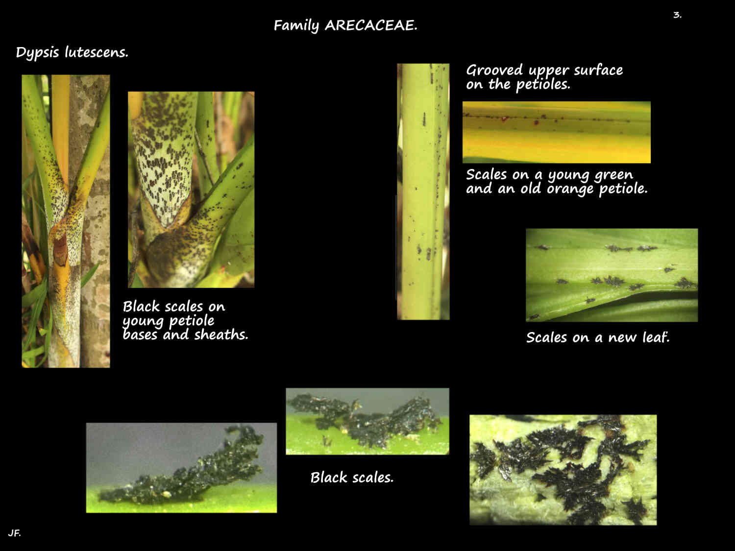 3 Scales on Dypsis lutescens leaf sheaths & petioles