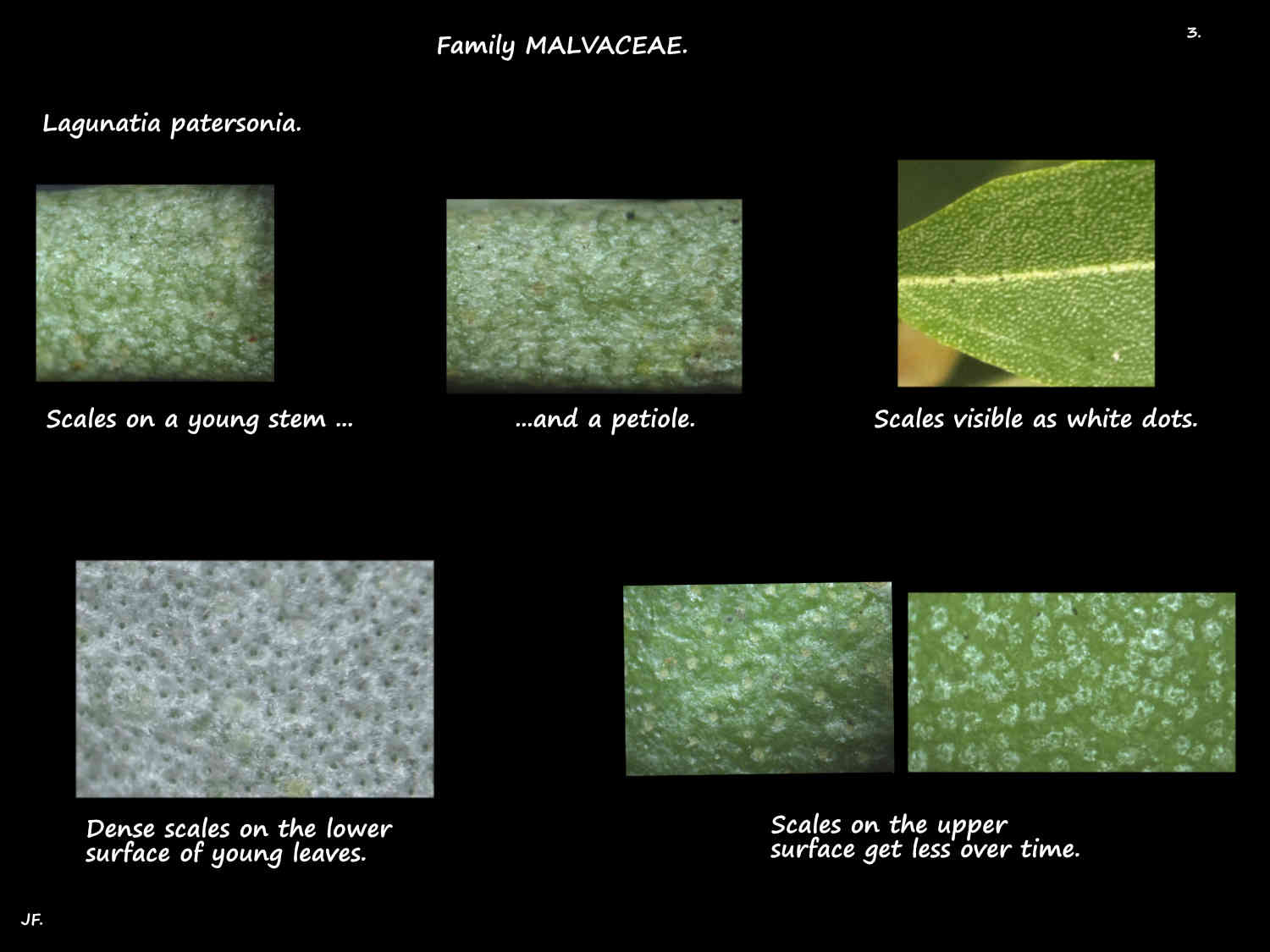 3 Scales on Lagunaria patersonia leaves