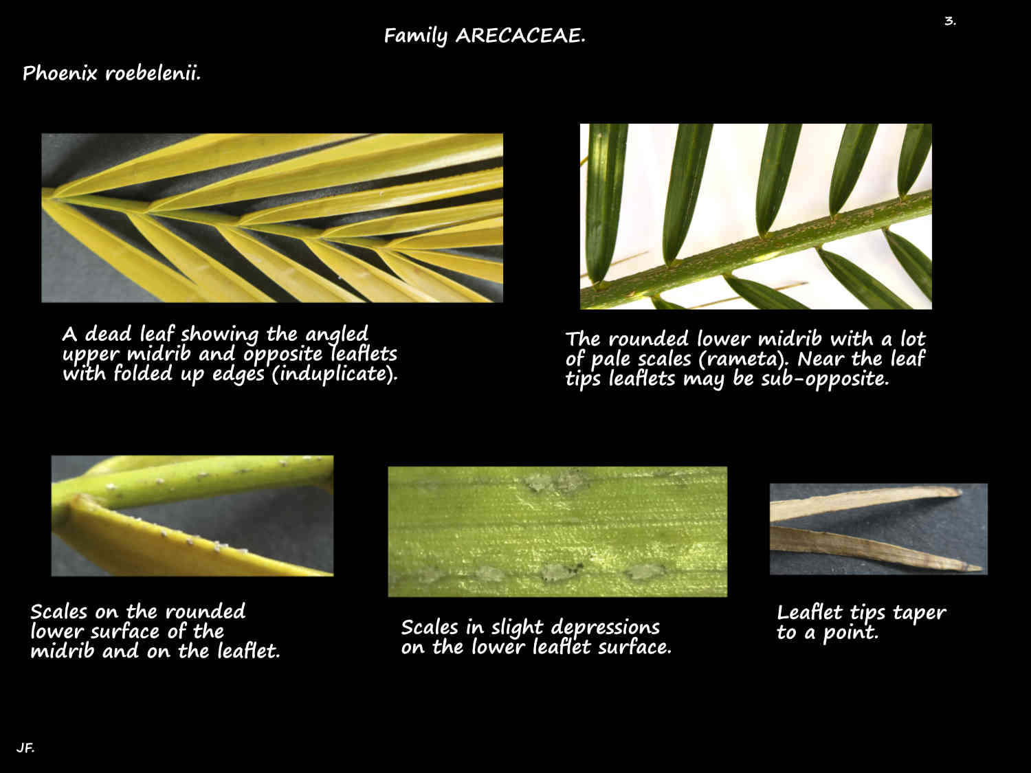 3 Scales on folded Phoenix roebelenii leaflets
