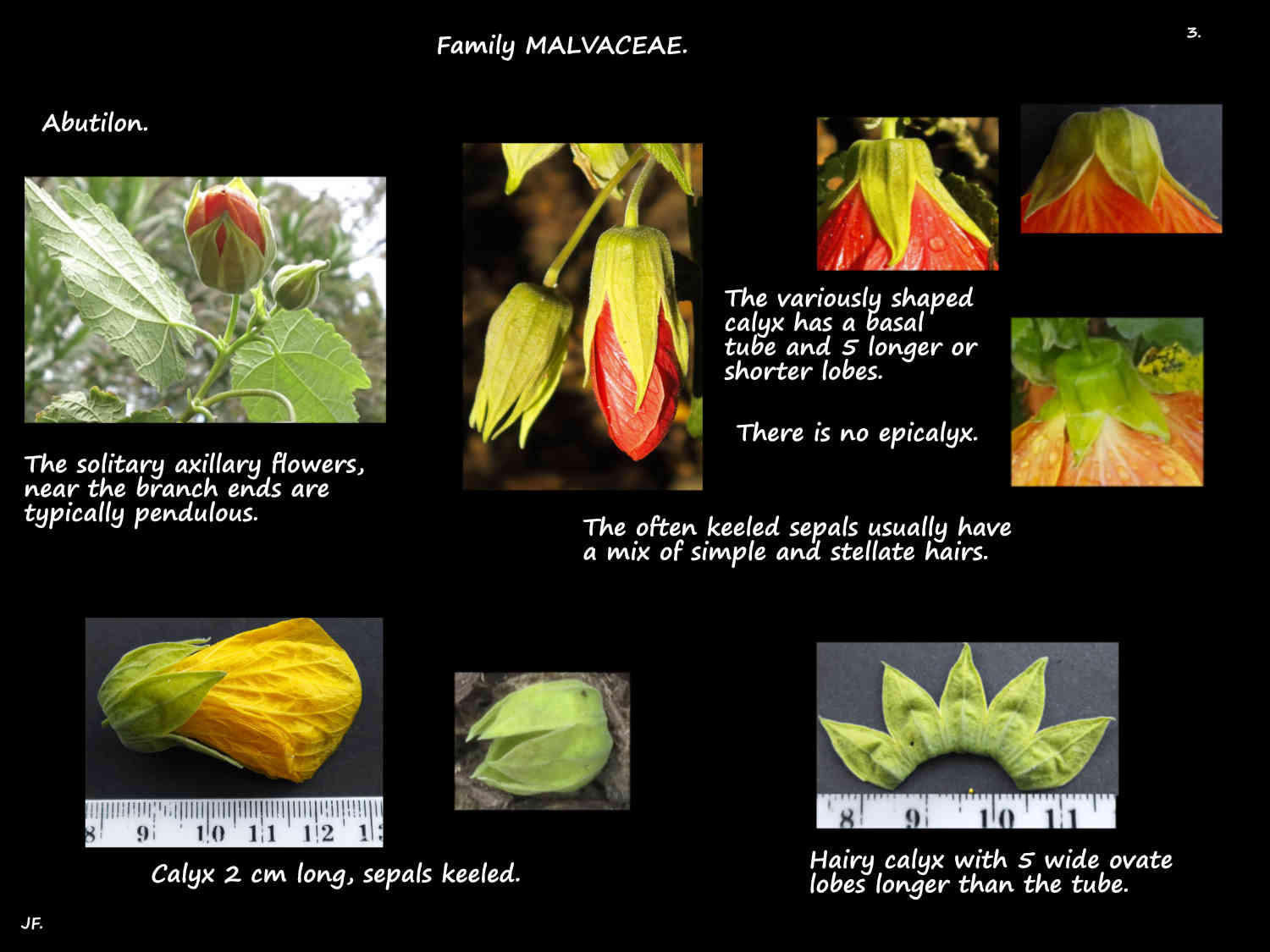 3 Sepals on Abutilon flowers