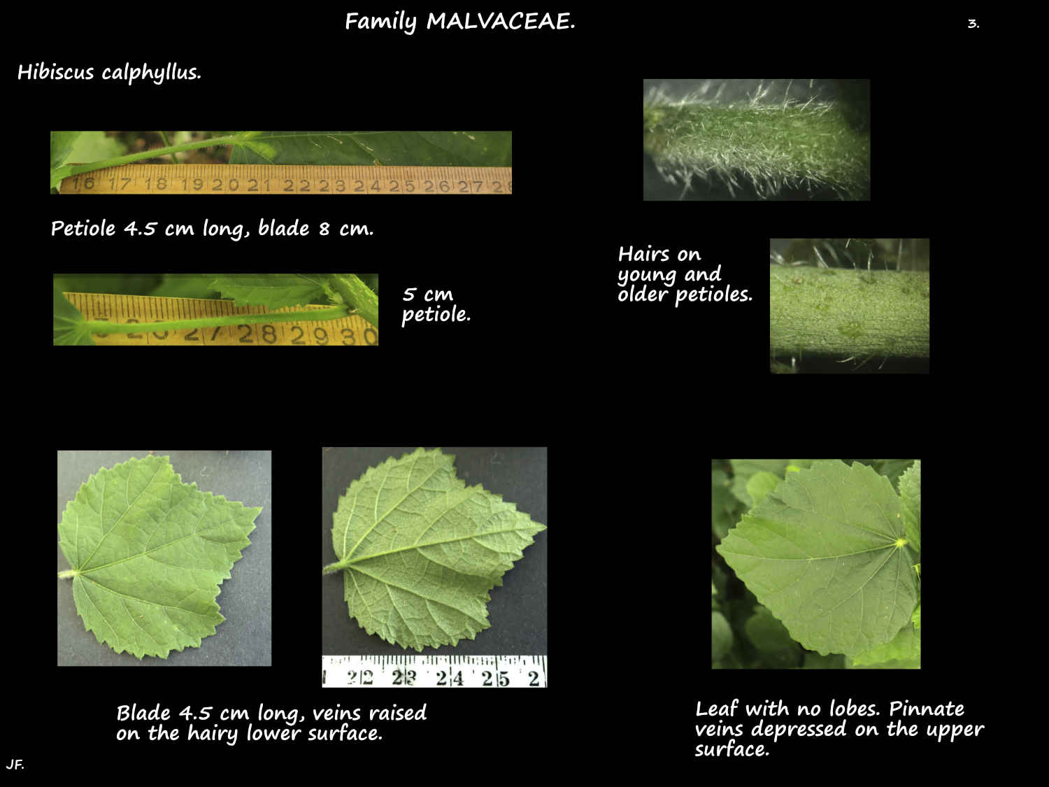 3 Serrated Hibiscus calyphyllus leaves