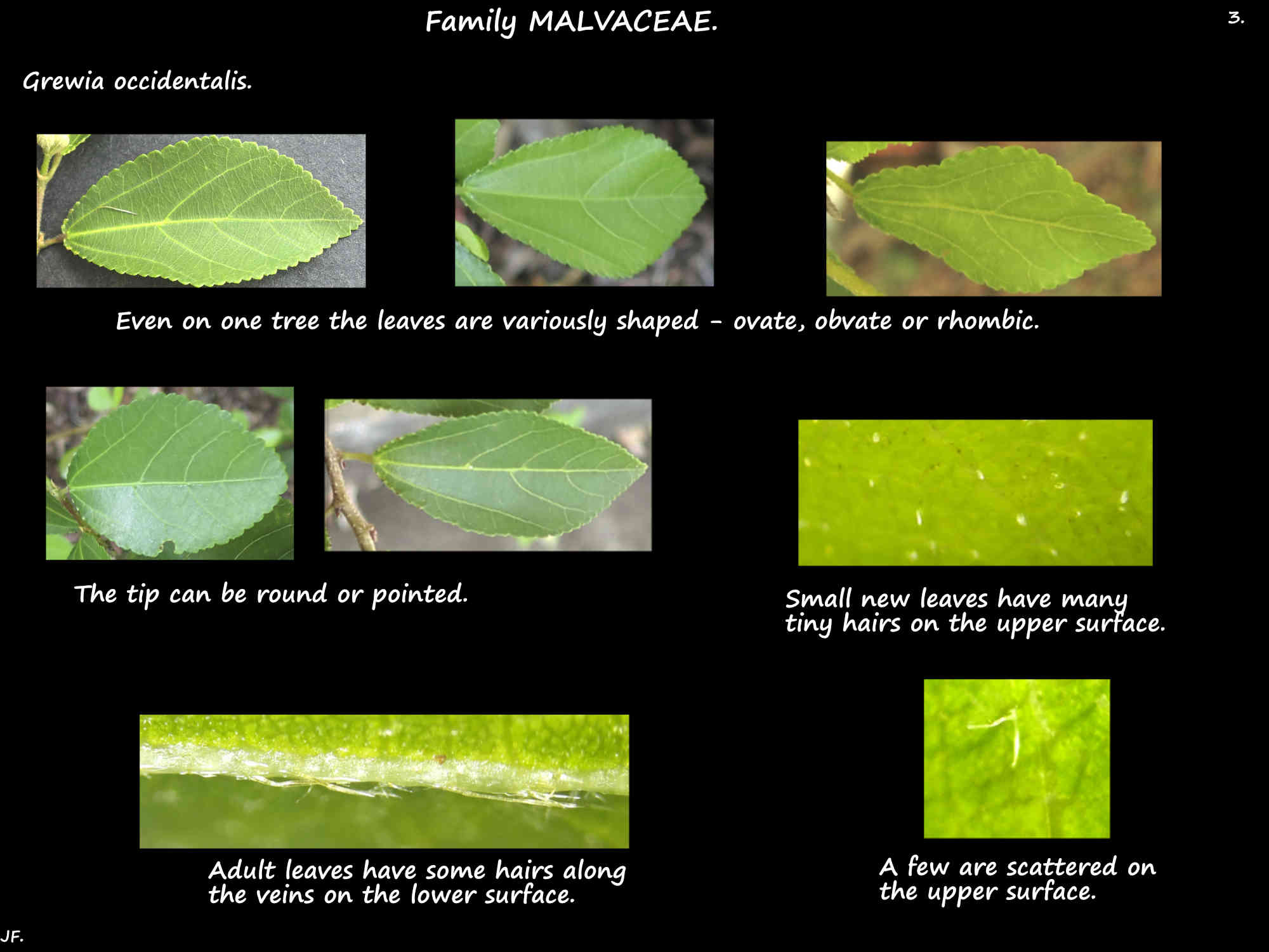 3 Shape & hairs of Grewia occidentalis leaves