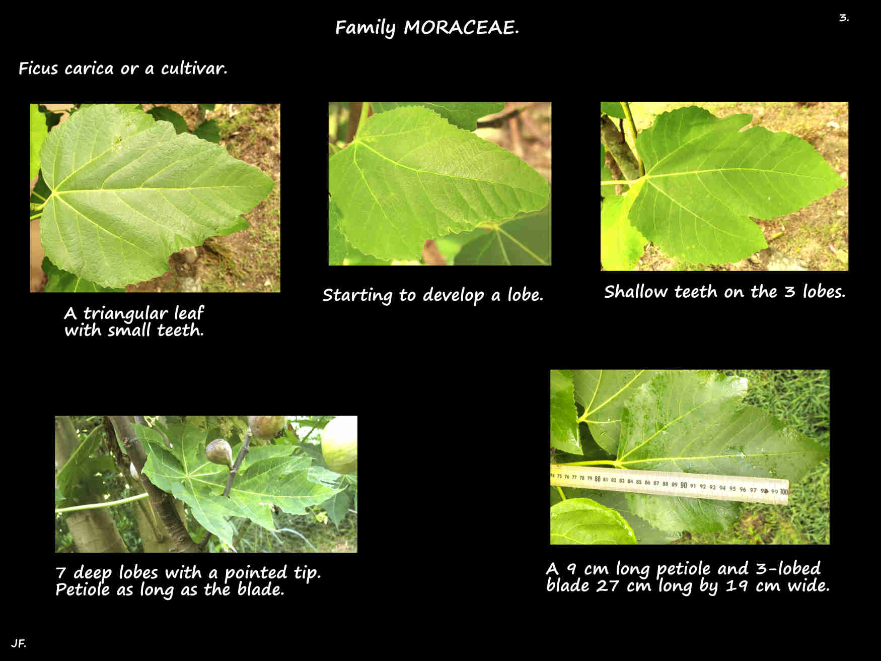 3 Simple & lobed Ficus carica leaves
