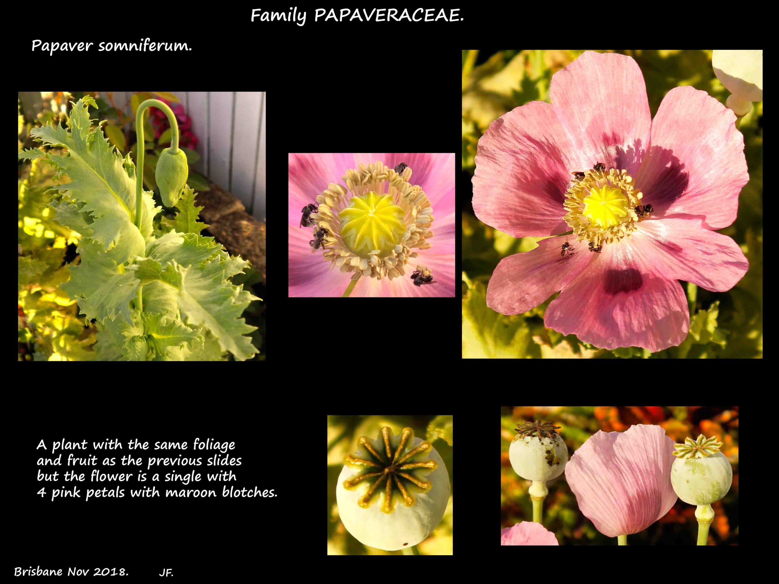 3 Single pink Opium poppy
