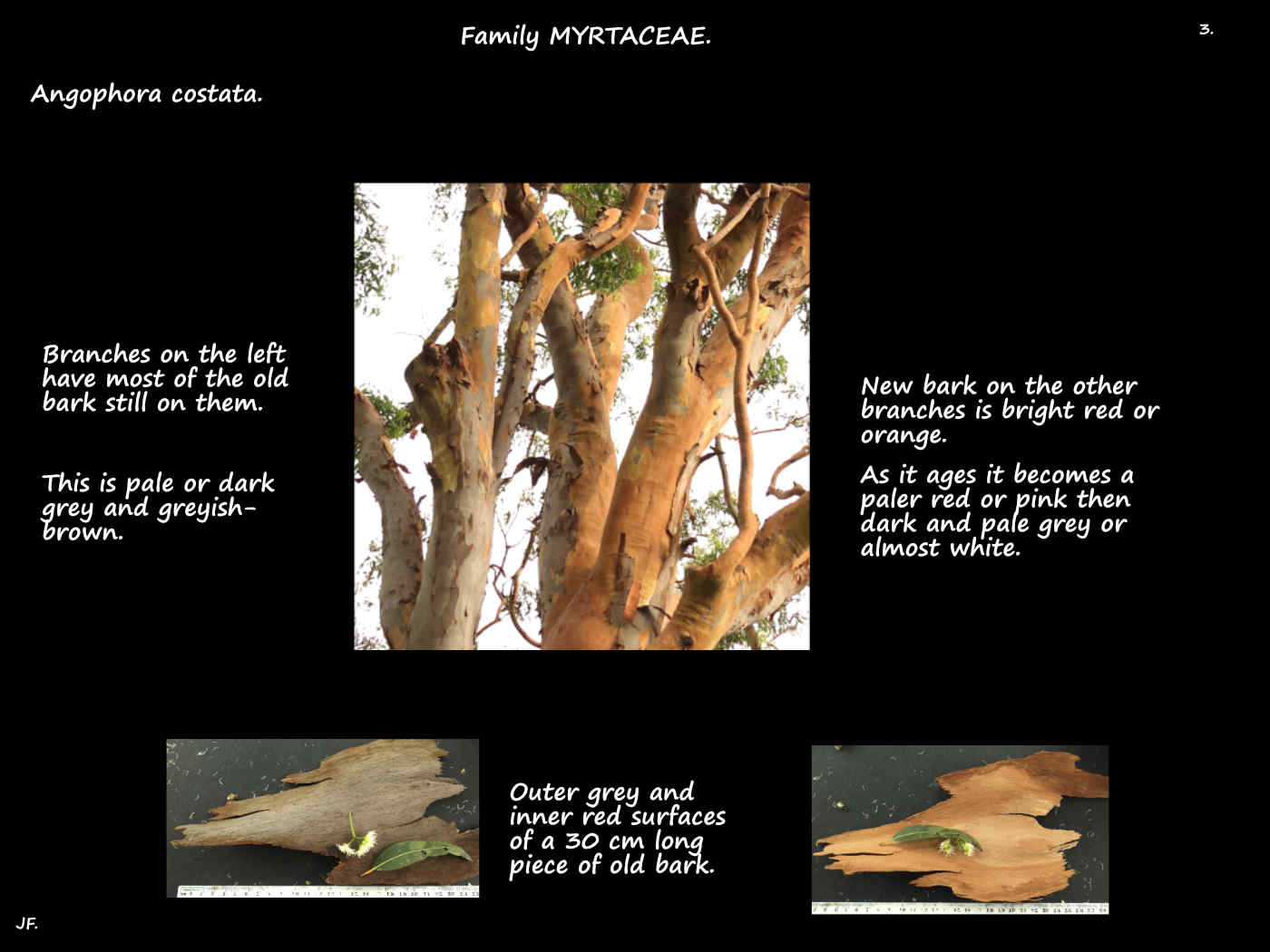 3 Smooth barked Angophora
